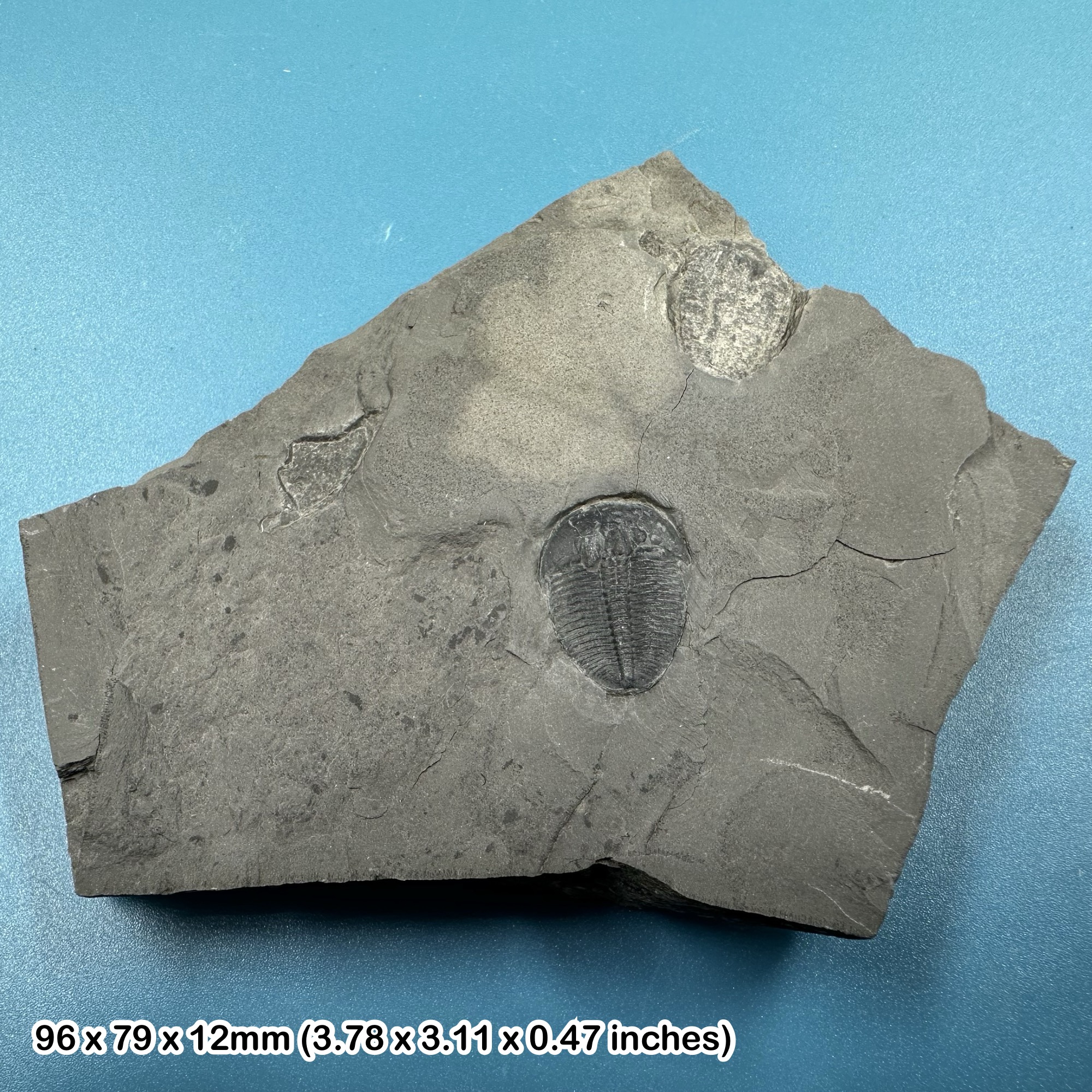 Elrathia kingi Trilobite Fossil in Matrix from Wheeler Shale Utah USA Middle Cambrian House Range COA