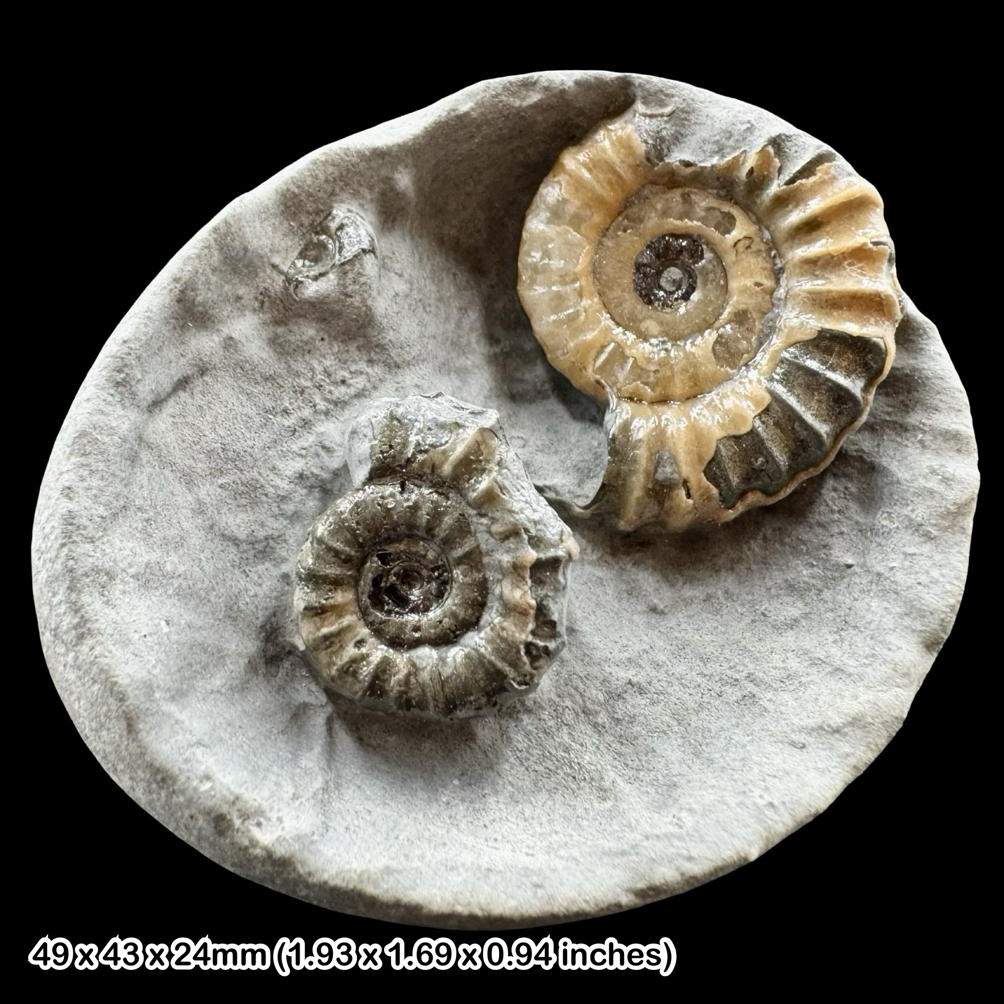 Oistoceras Calcite Ammonite Fossil Pebble Jurassic Coast Stonebarrow Charmouth Dorset UK
