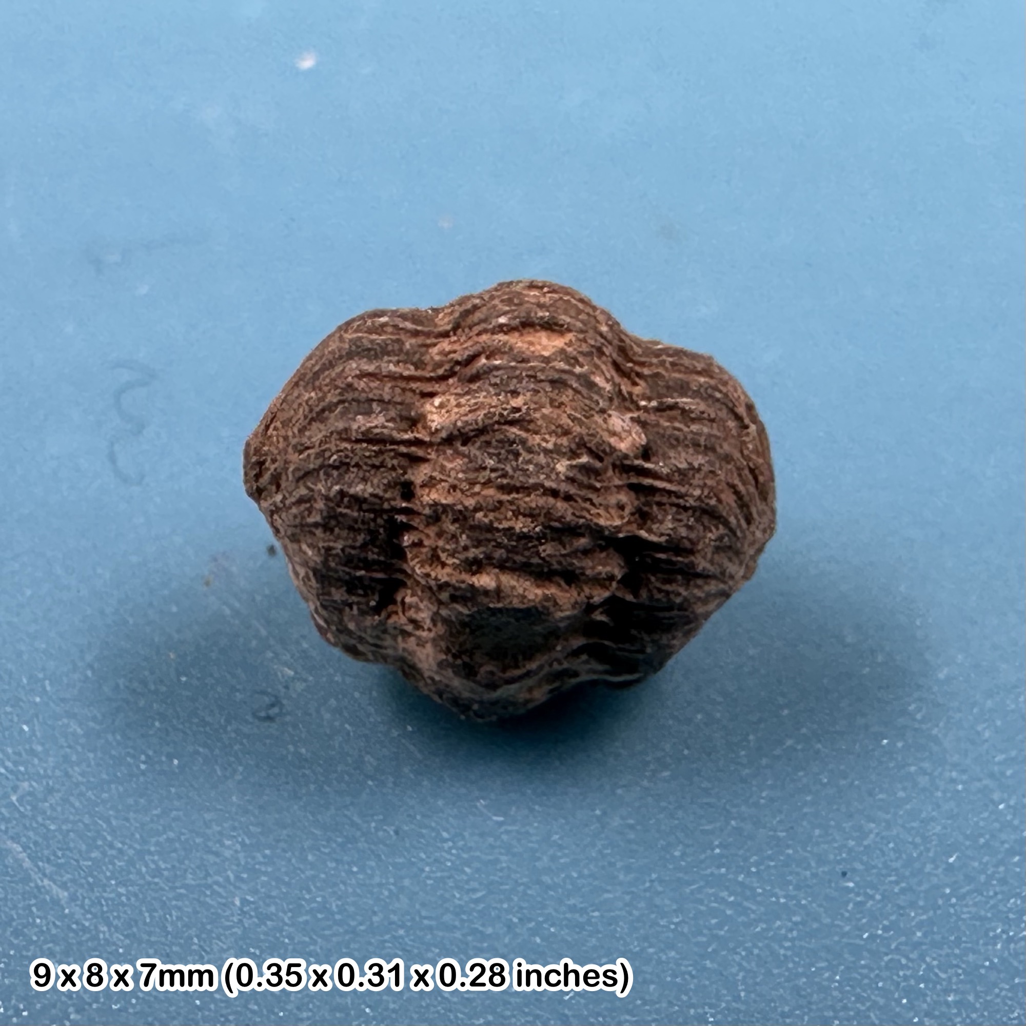 Enrolled Phacops Trilobite Fossil | Devonian Period | Authentic 100% Genuine | Morocco