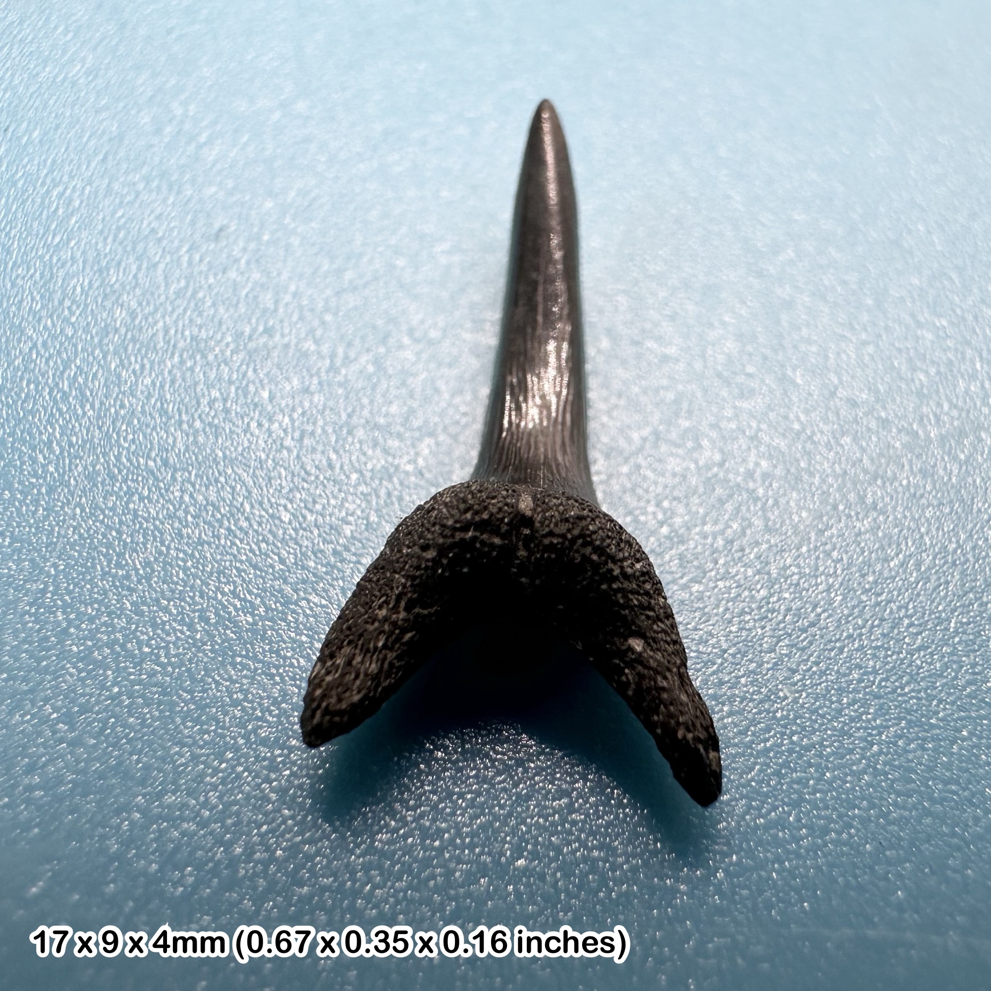 Beltinge (herne bay) fossil shark tooth, eocene, kent, uk certificated