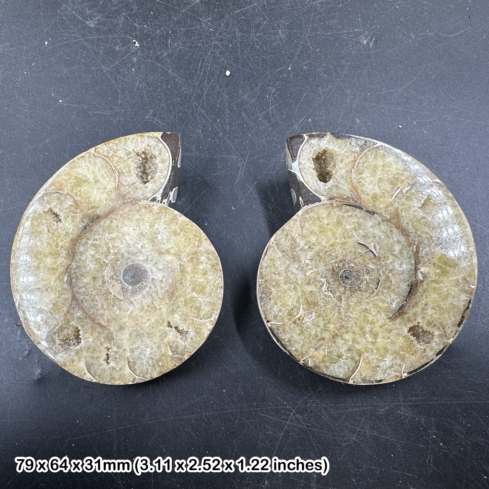 Cut & polished fossil ammonites matching pair - ammonoids marine cephalopods
