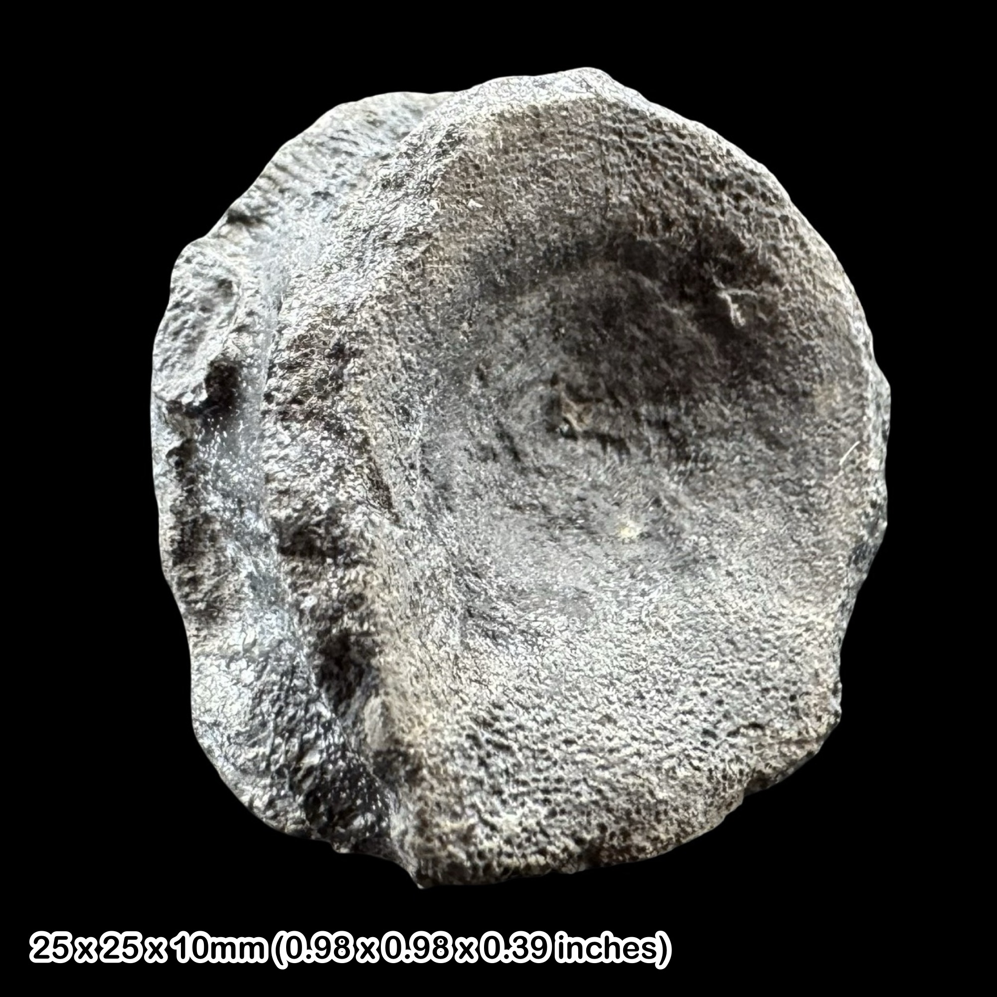 Ichthyosaur Vertebra Fossil Jurassic Lyme Regis Dorset UK Lower Lias Black Ven
