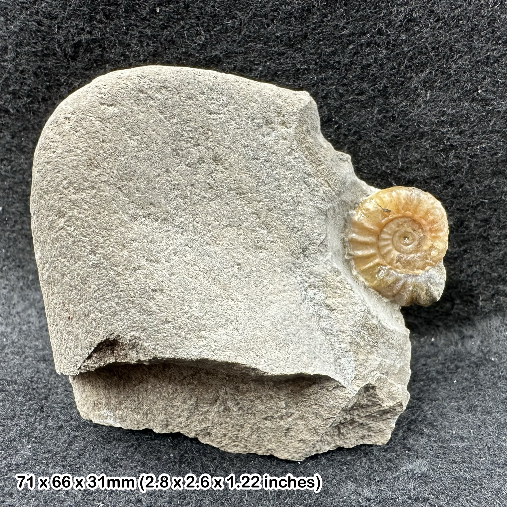 Promicroceras Calcite Ammonite Fossil Jurassic Lyme Regis Dorset UK Lower Lias Black Ven Marls