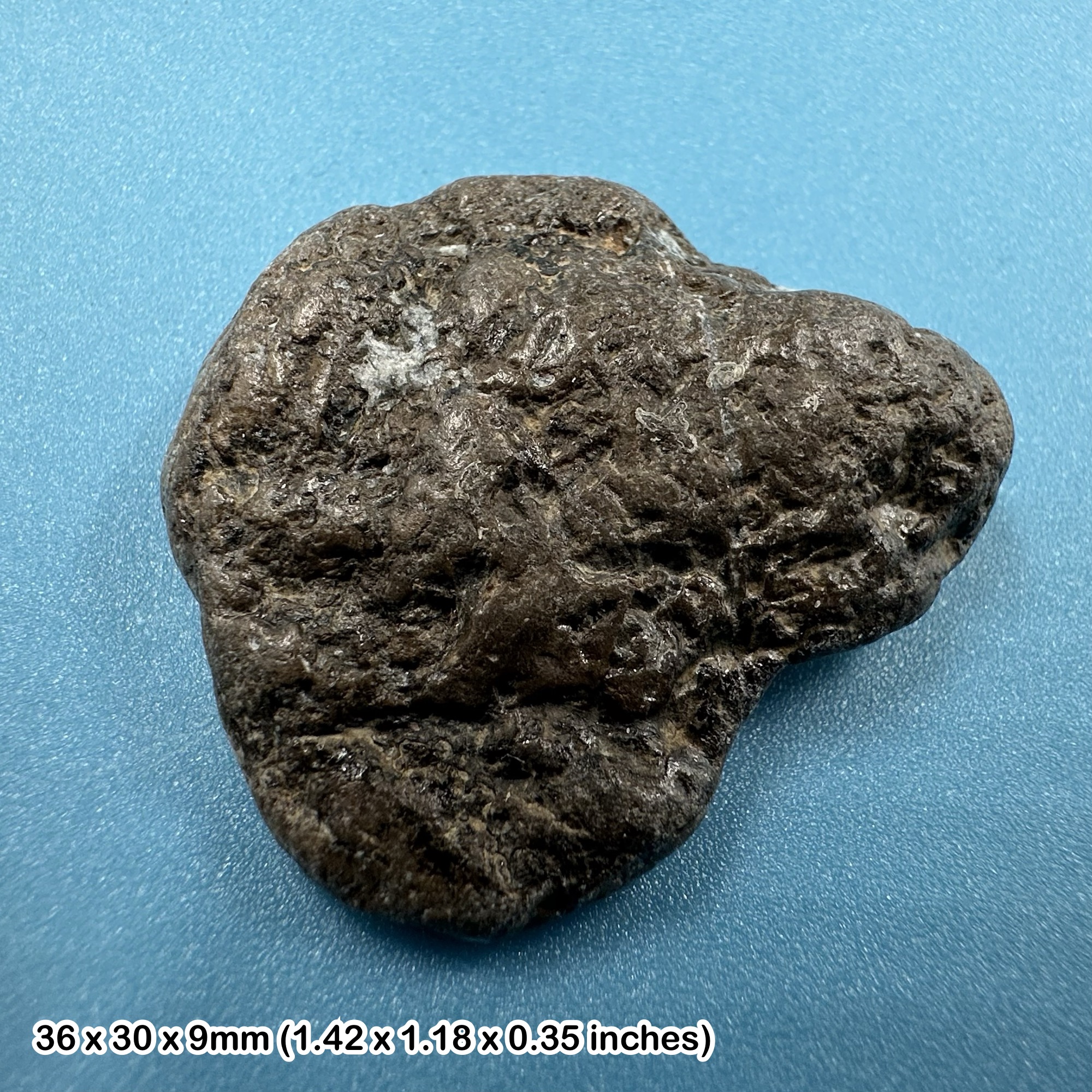 Ichthyosaur Coprolite Fossil with Fish Bone Inclusions Jurassic Coast Charmouth Dorset UK Genuine Specimen with Certificate