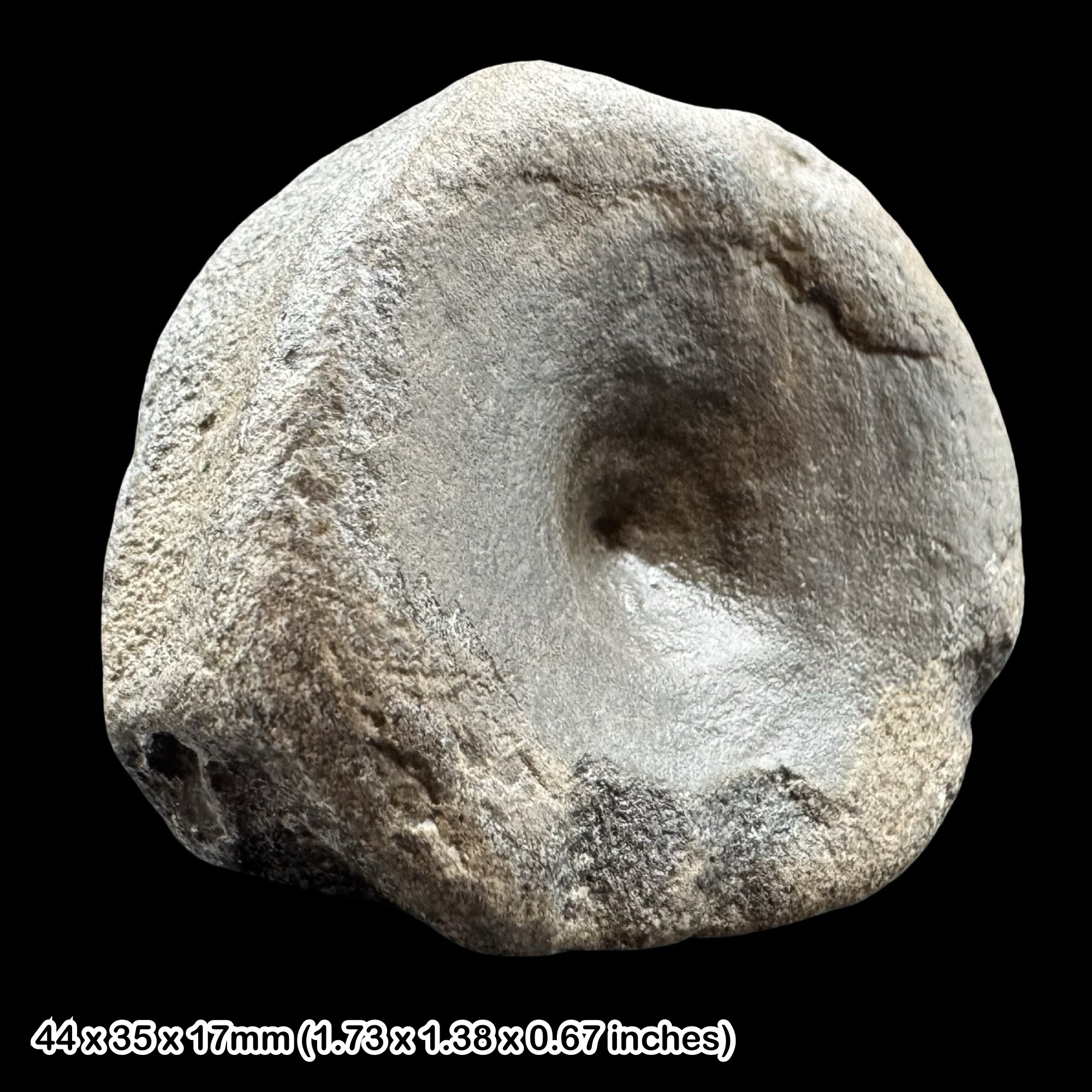 Ichthyosaur Vertebra Fossil Jurassic Marine Reptile Bone Black Ven Lyme Regis Dorset UK Lower Lias Charmouth Specimen Genuine COA