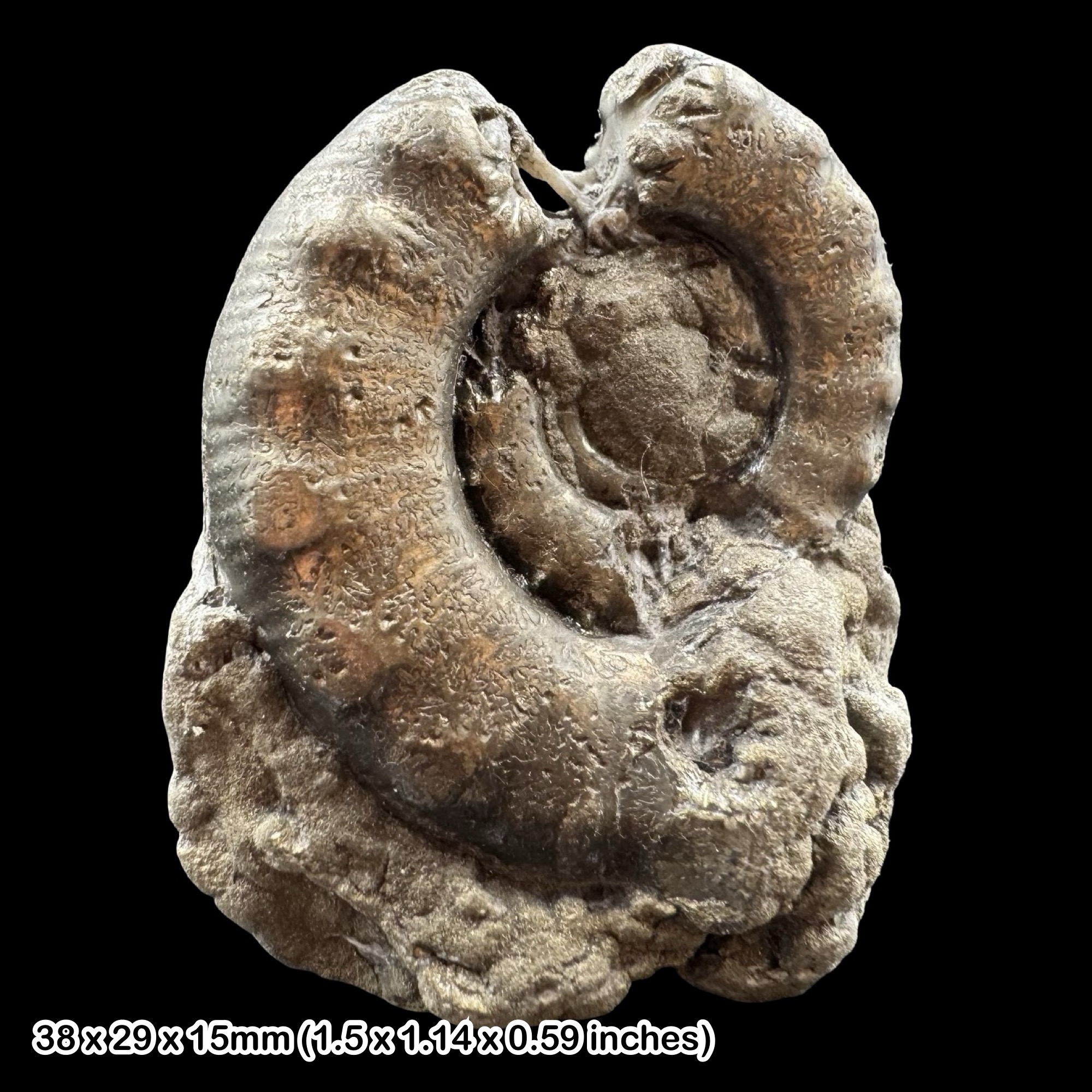 Eteoderoceras Golden Pyrite Ammonite Fossil Jurassic Coast Dorset UK Lower Lias Black Ven Marls Charmouth Specimen COA Included