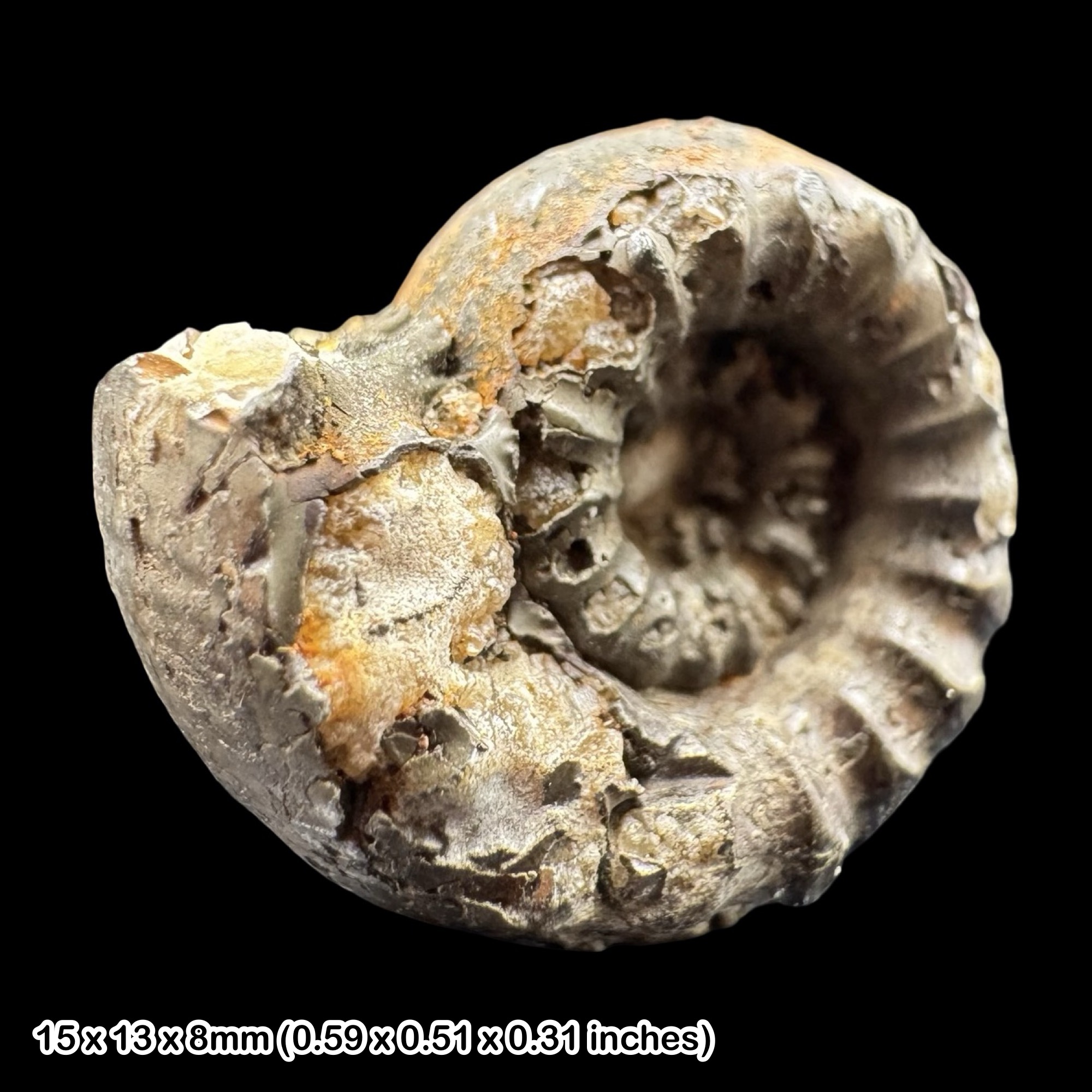 Rare Coeloceras Golden Pyrite Ammonite Fossil Jurassic Coast Dorset UK Lower Lias Black Ven Marls Charmouth Specimen COA