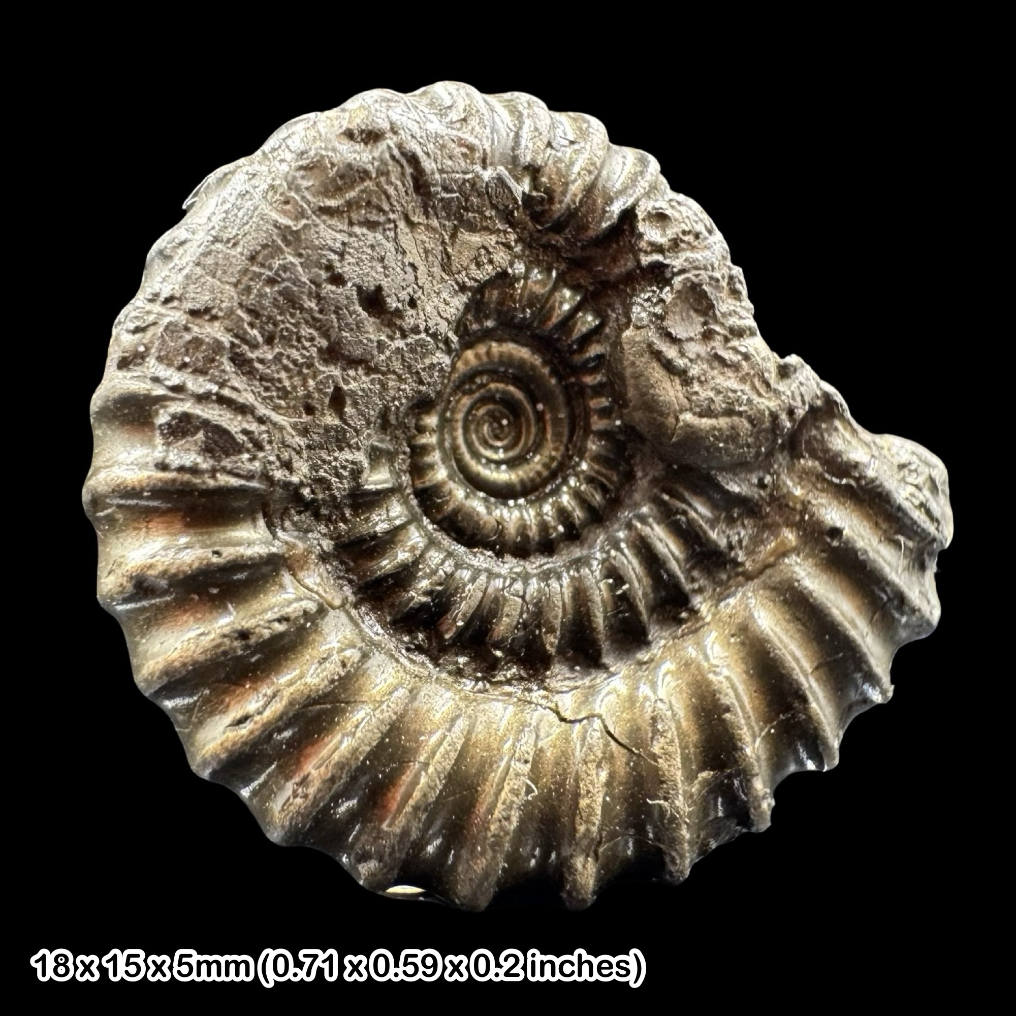 Promicroceras Golden Pyrite Ammonite Fossil Jurassic Coast Dorset UK Lower Lias Black Ven Marls Charmouth Specimen COA Included