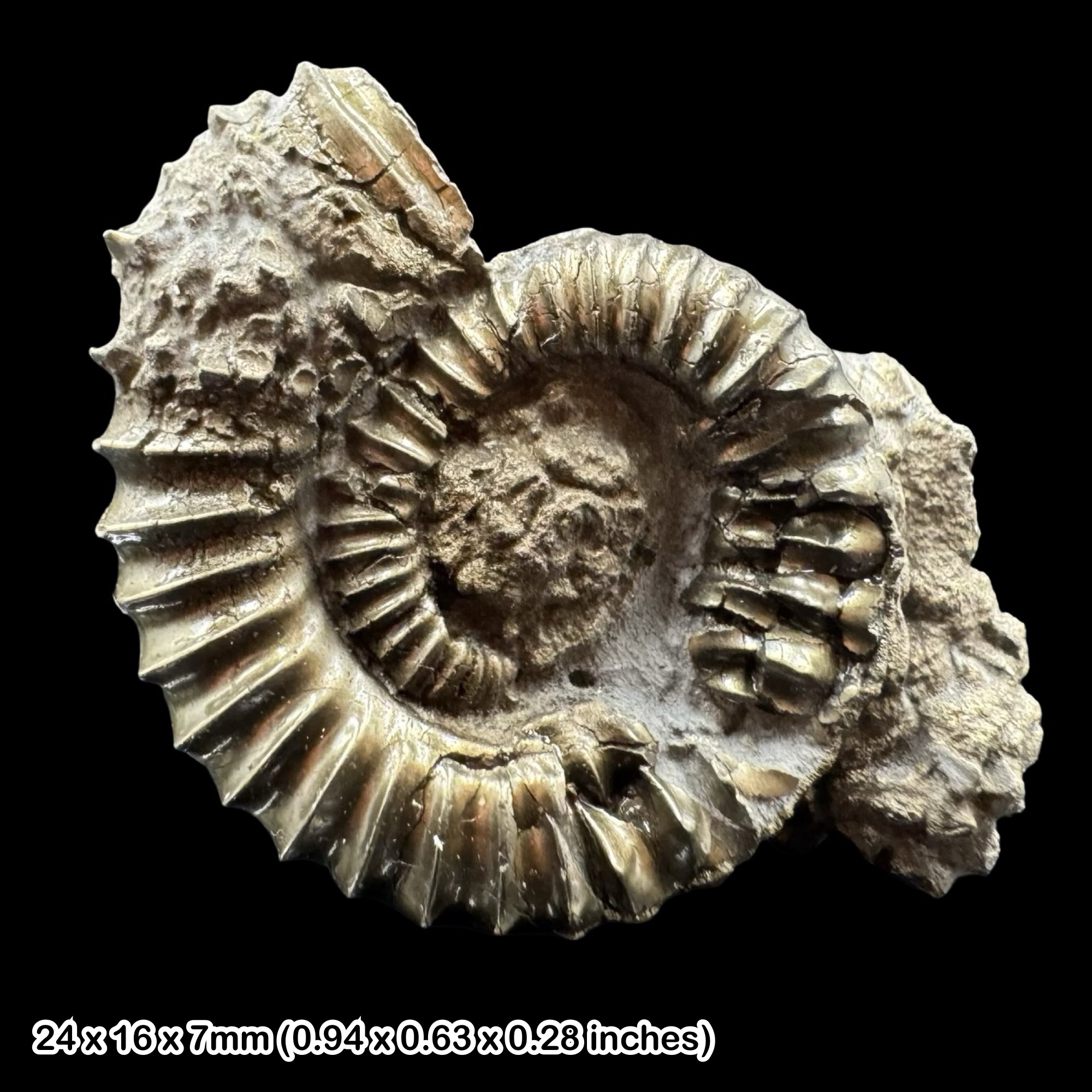 Crucilobiceras Golden Pyrite Cluster Ammonite Fossil Jurassic Coast Dorset UK Lower Lias Black Ven Marls Charmouth COA Included