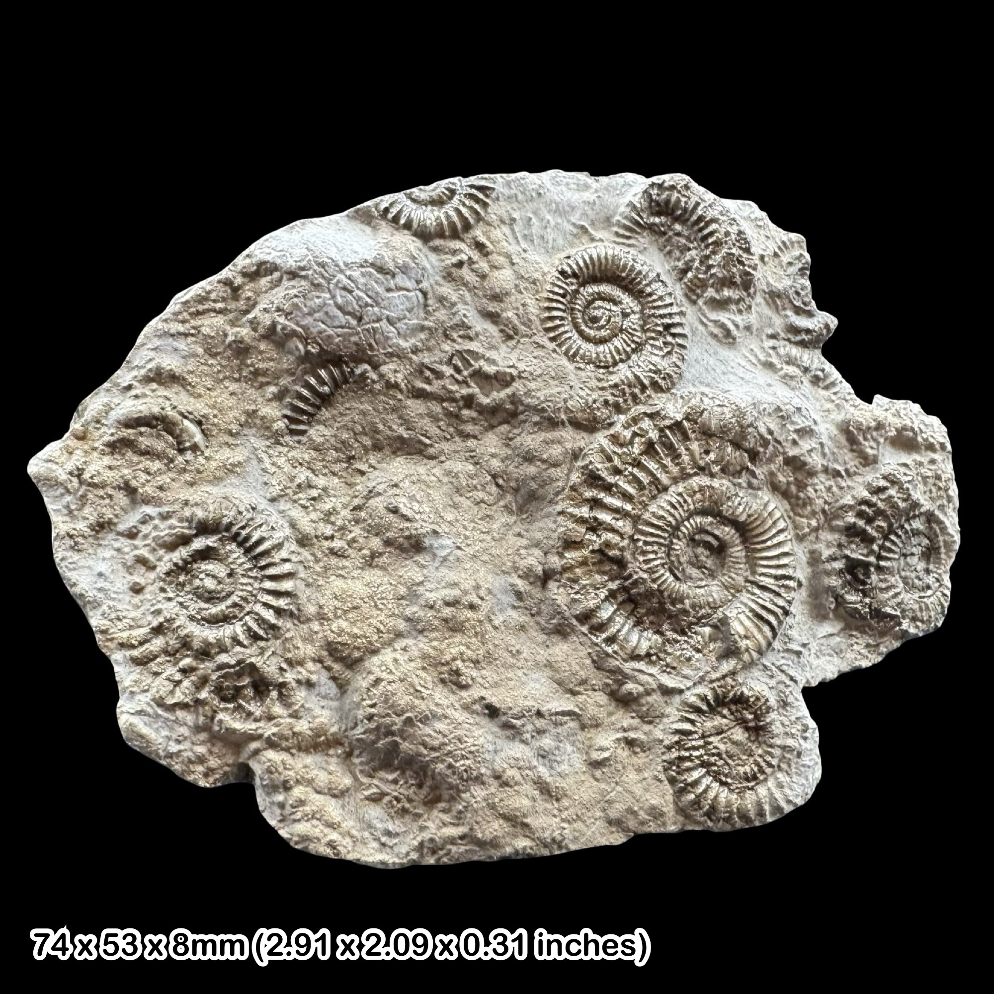 Golden Pyrite Cluster Ammonite Fossil Jurassic Coast Dorset UK Lower Lias Black Ven Marls Charmouth Lyme Regis COA Included