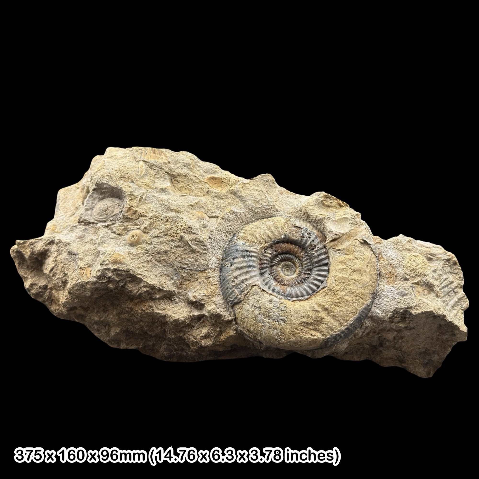5.5in Parkinsonia Ammonite Fossil Jurassic Dorset UK Middle Bajocian Burton Bradstock Large Display Specimen COA Included