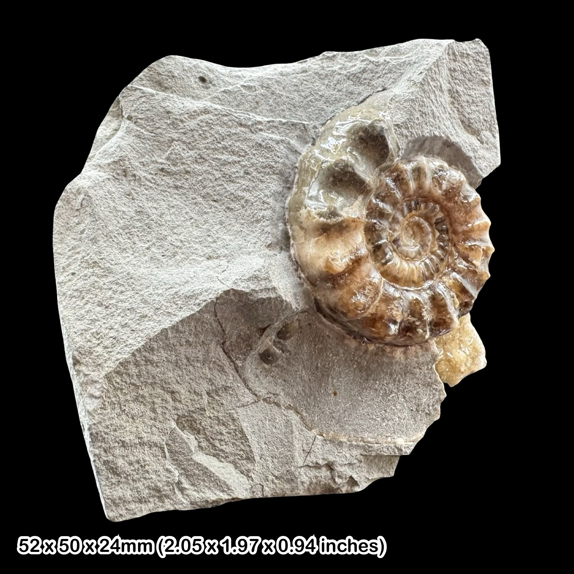 Xipheroceras Calcite Ammonite Fossil Jurassic Lyme Regis Dorset Black Ven Marls Stonebarrow Cliff COA Included