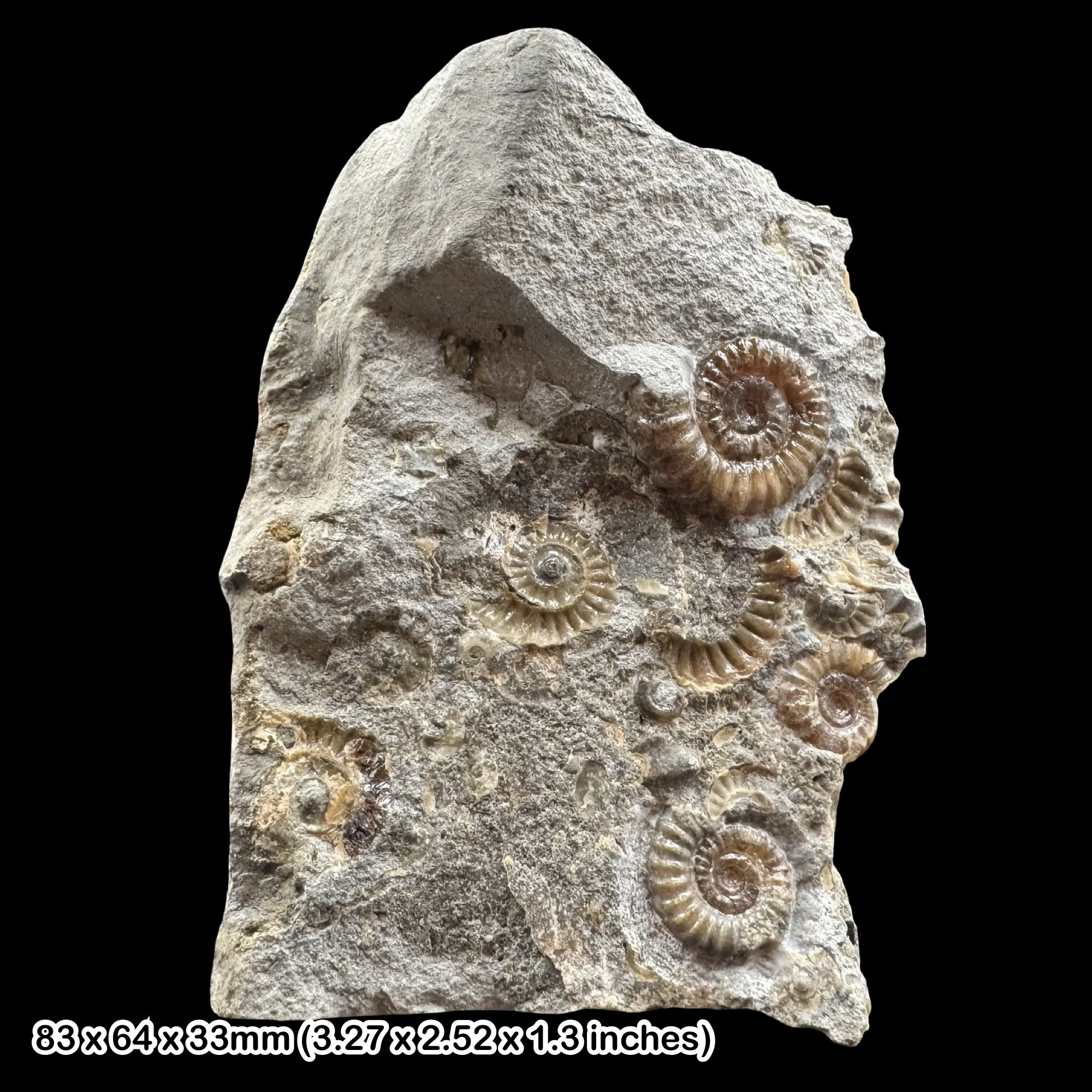 Promicroceras Calcite Ammonite Fossil Jurassic Lyme Regis Dorset Black Ven Marls Stonebarrow Cliff COA Included