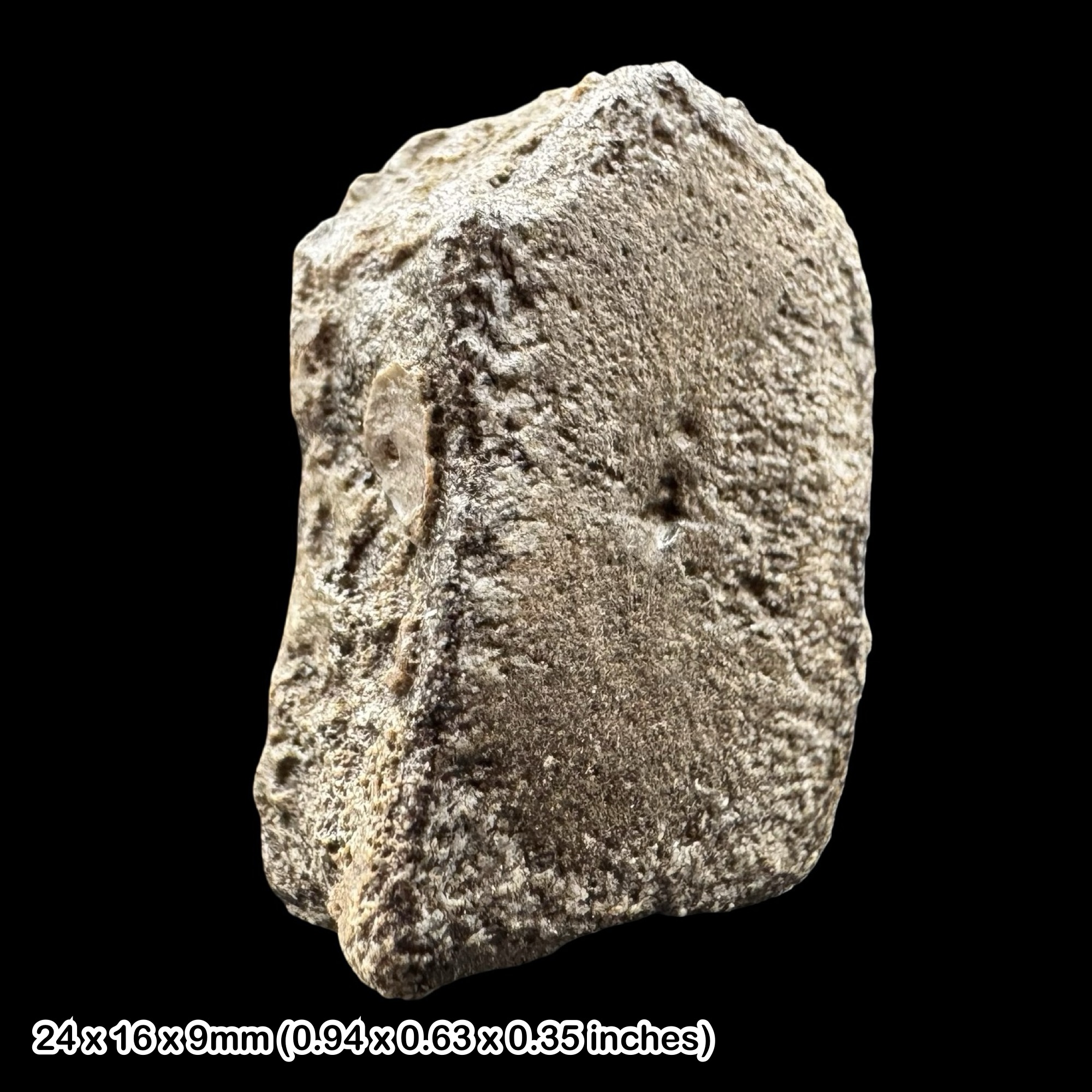 Ichthyosaur Fossil Paddle Digit Bone Jurassic Marine Reptile Lyme Regis Dorset Black Ven Marls Lower Lias Charmouth Genuine COA Included