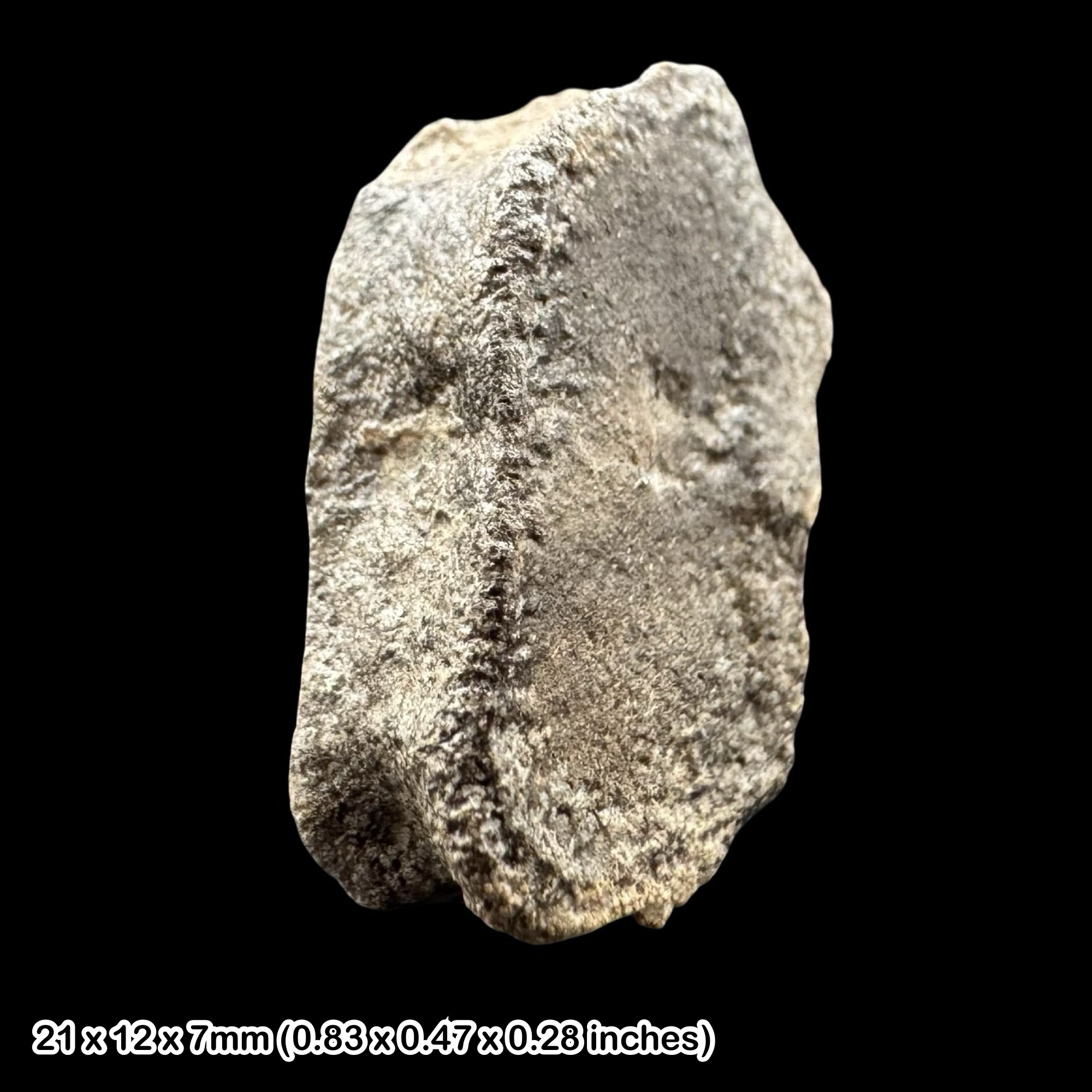 Ichthyosaur Fossil Paddle Digit Bone Jurassic Marine Reptile Lyme Regis Dorset Black Ven Marls Lower Lias Charmouth Genuine COA Included