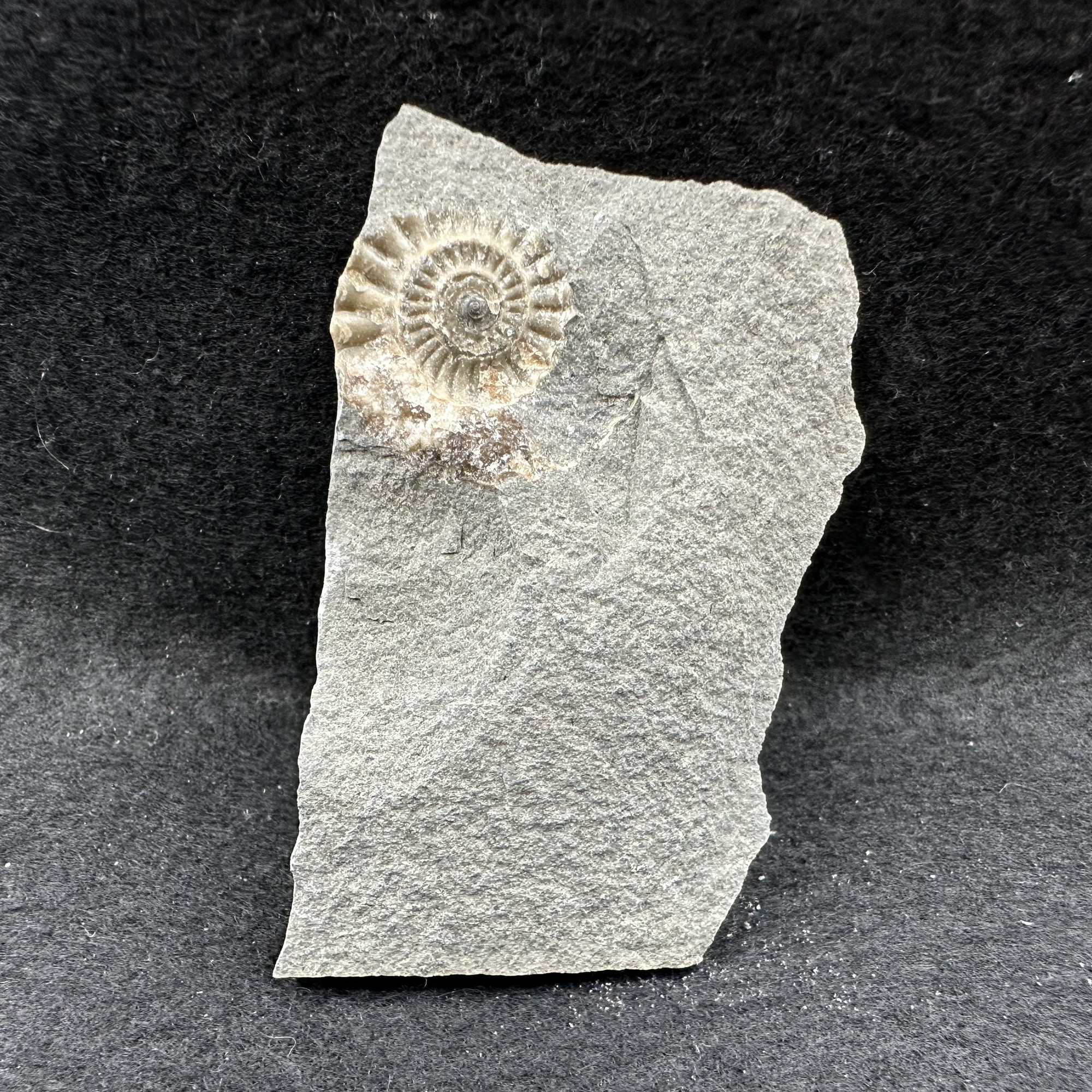 Charmouth Ammonite Impression Fossil Lower Lias Jurassic Coast Black Ven Dorset UK