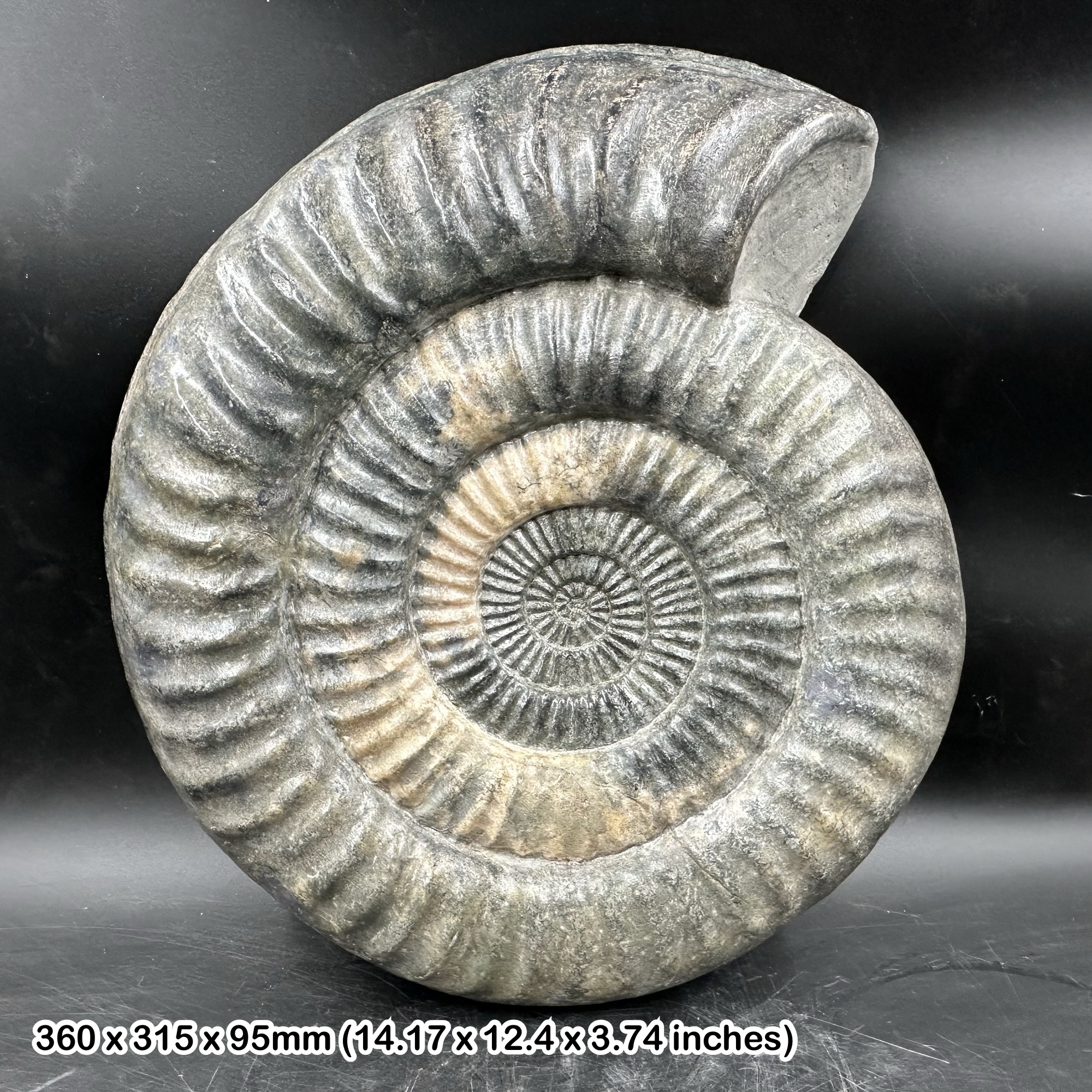 Rare 14 Inch Paracoroniceras Ammonite Fossil Jurassic Lyme Regis Genuine Specimen with Premium Certificate of Authenticity