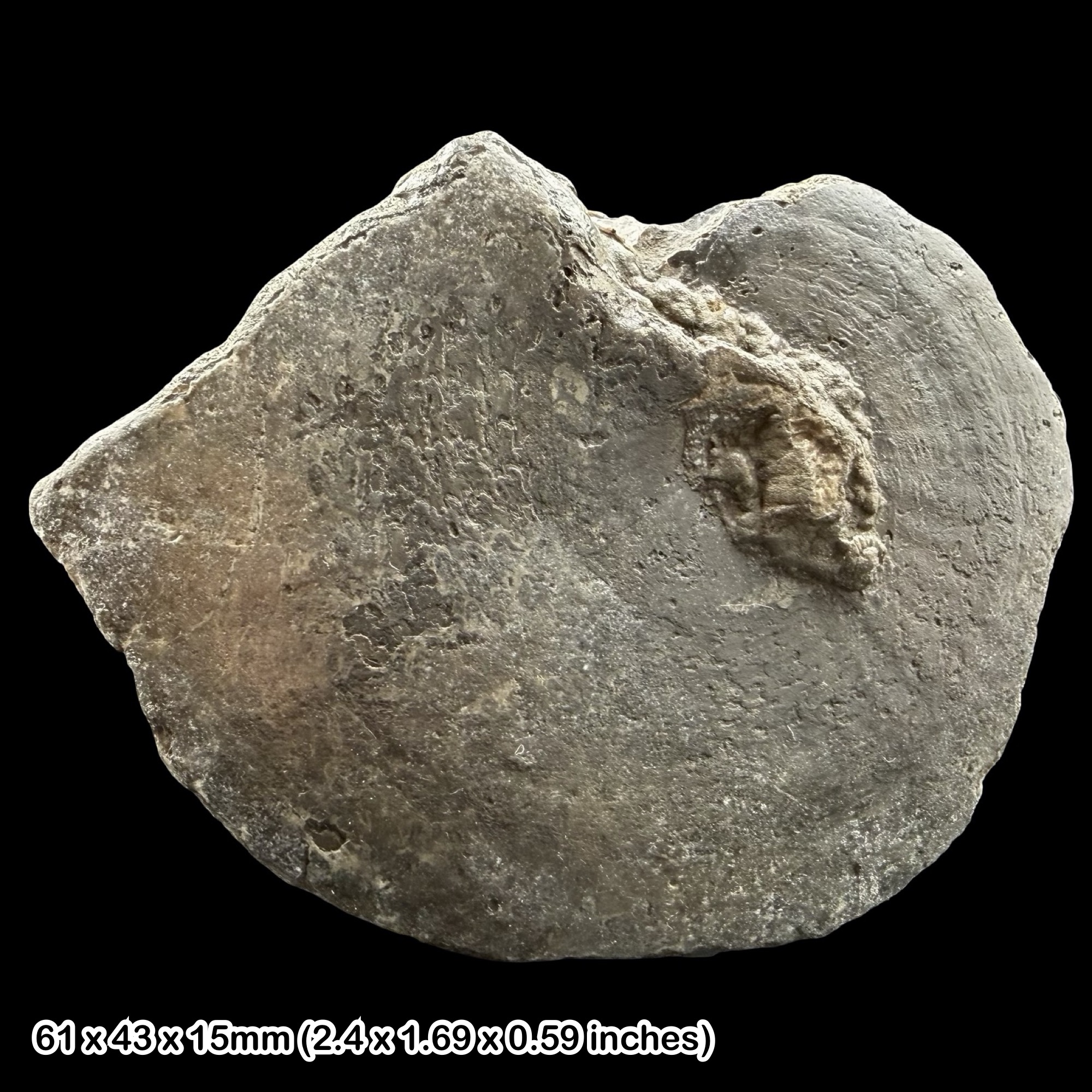 Oxynoticeras Golden Pyrite Ammonite Fossil Jurassic Dorset UK Black Ven Marls Lower Lias Stonebarrow Cliff Charmouth Lyme Regis