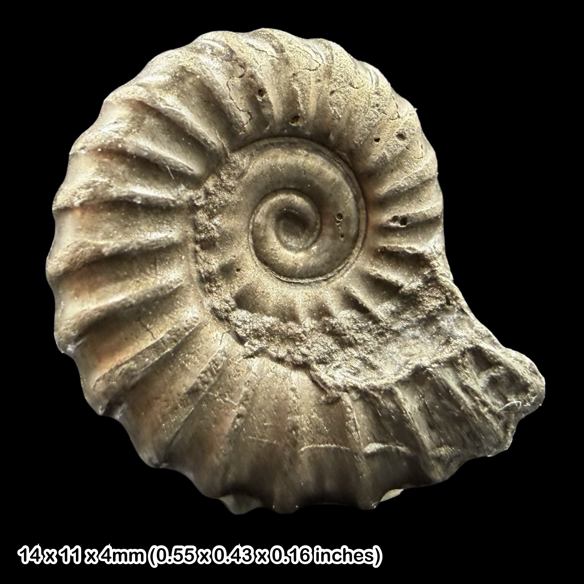 Promicroceras Golden Pyrite Ammonite Fossil Jurassic Dorset UK Black Ven Marls Lower Lias Stonebarrow Cliff Charmouth Lyme Regis
