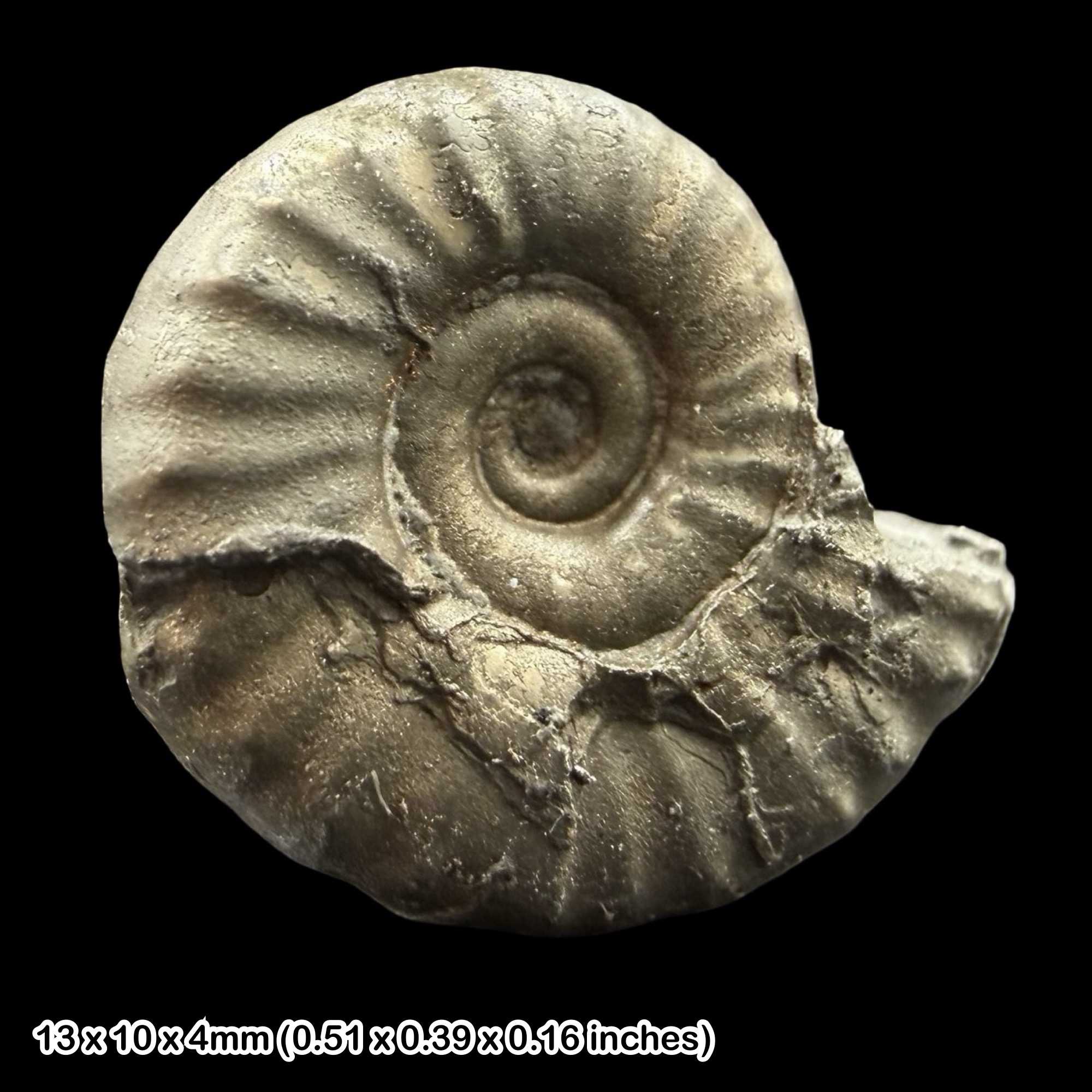 Promicroceras Golden Pyrite Ammonite Fossil Jurassic Dorset UK Black Ven Marls Lower Lias Stonebarrow Cliff Charmouth Lyme Regis