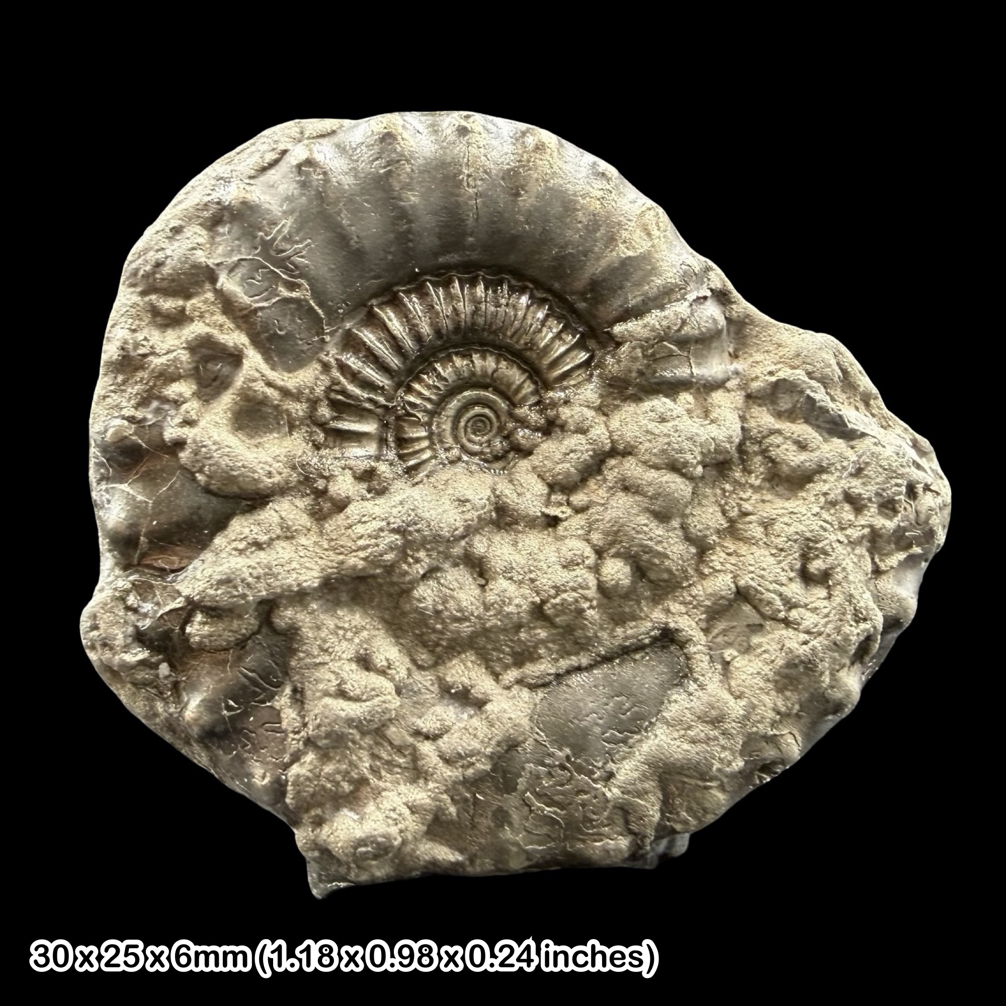 Crucilobiceras Golden Pyrite Ammonite Fossil Jurassic Dorset UK Black Ven Marls Lower Lias Stonebarrow Cliff Charmouth Lyme Regis