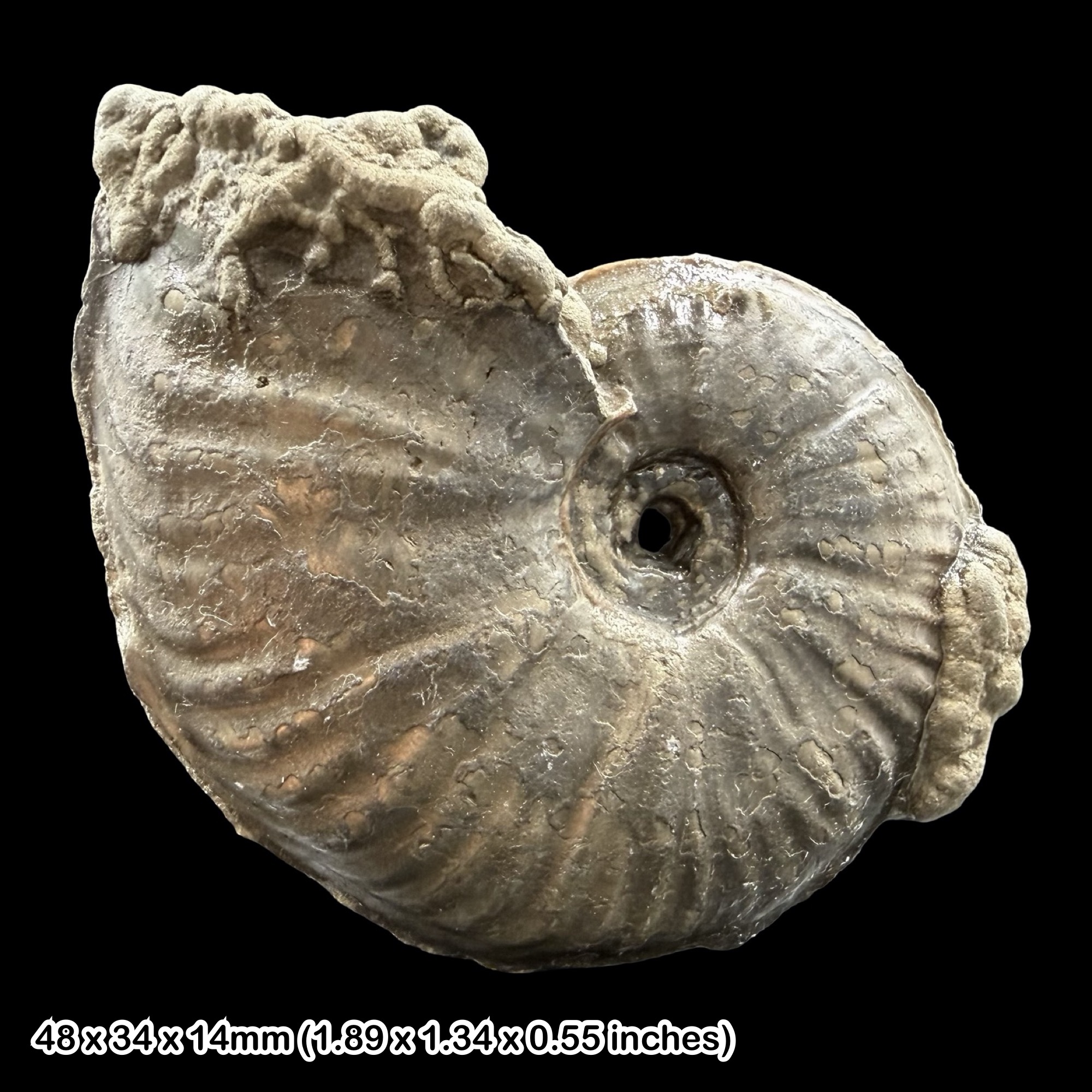 Gleviceras Golden Pyrite Ammonite Fossil Jurassic Dorset UK Black Ven Marls Lower Lias Stonebarrow Cliff Charmouth Lyme Regis