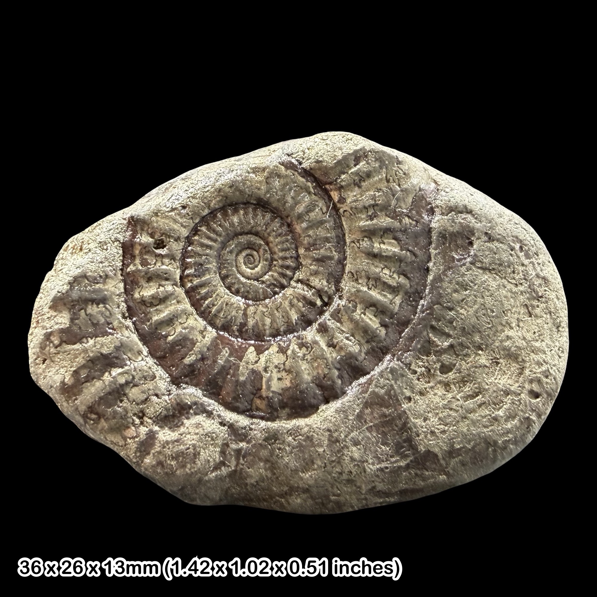 Promicroceras Golden Pyrite Ammonite Fossil Jurassic Dorset UK Black Ven Marls Lower Lias Stonebarrow Cliff Charmouth Lyme Regis