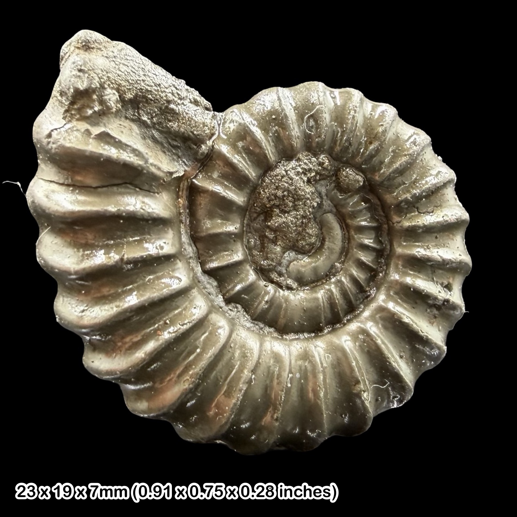 Promicroceras Golden Pyrite Ammonite Fossil Jurassic Dorset UK Black Ven Marls Lower Lias Stonebarrow Cliff Charmouth Lyme Regis
