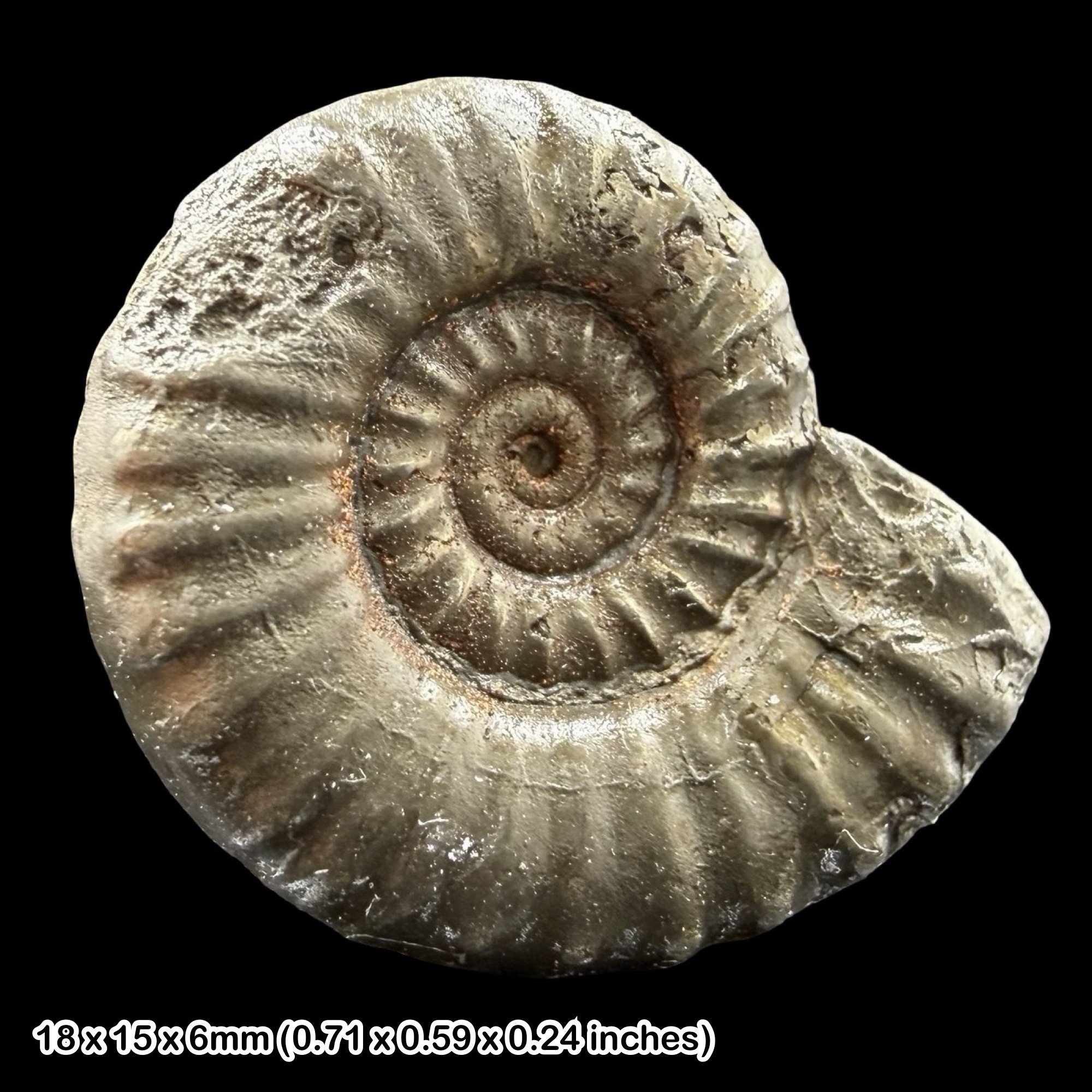 Promicroceras Golden Pyrite Ammonite Fossil Jurassic Dorset UK Black Ven Marls Lower Lias Stonebarrow Cliff Charmouth Lyme Regis