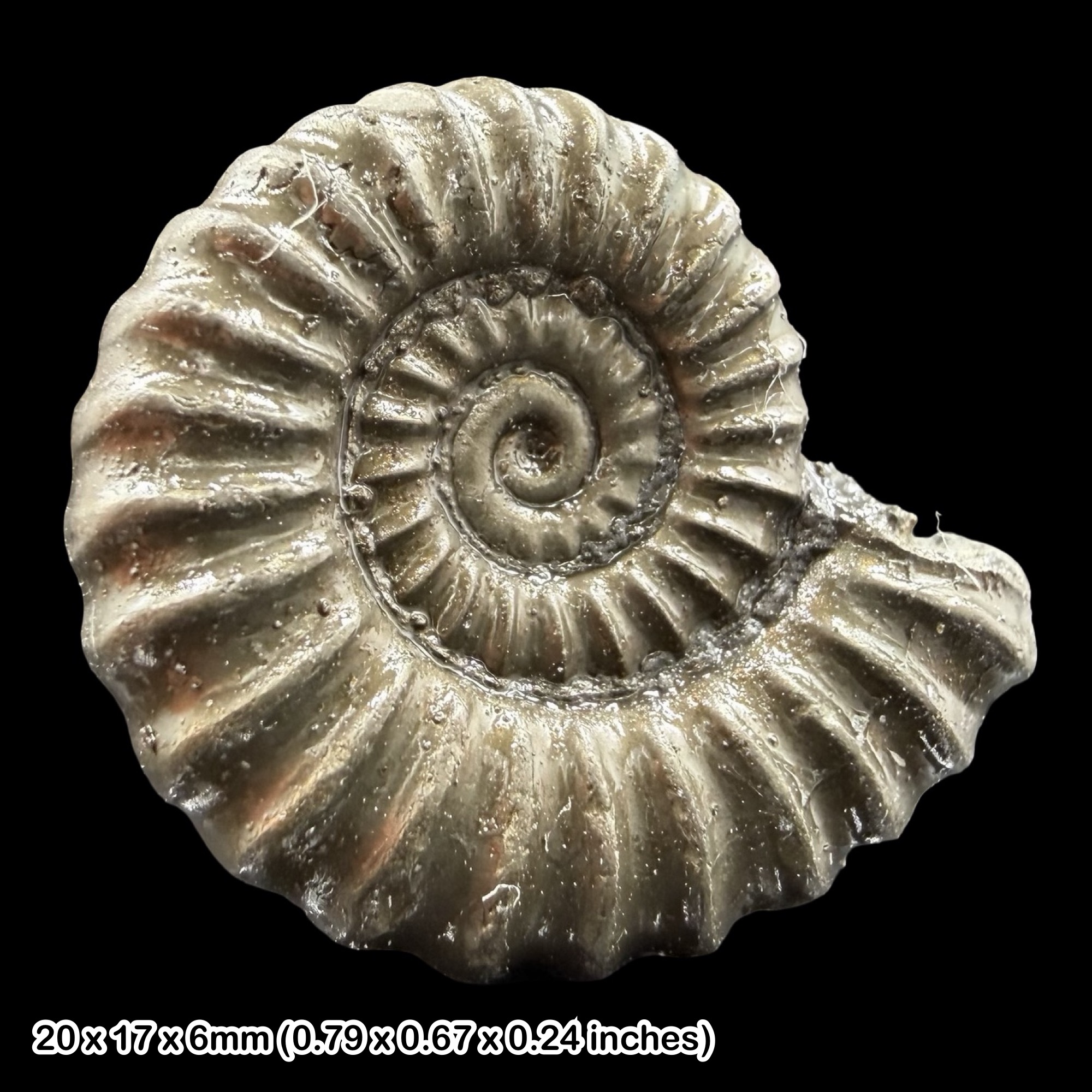 Promicroceras Golden Pyrite Ammonite Fossil Jurassic Dorset UK Black Ven Marls Lower Lias Stonebarrow Cliff Charmouth Lyme Regis