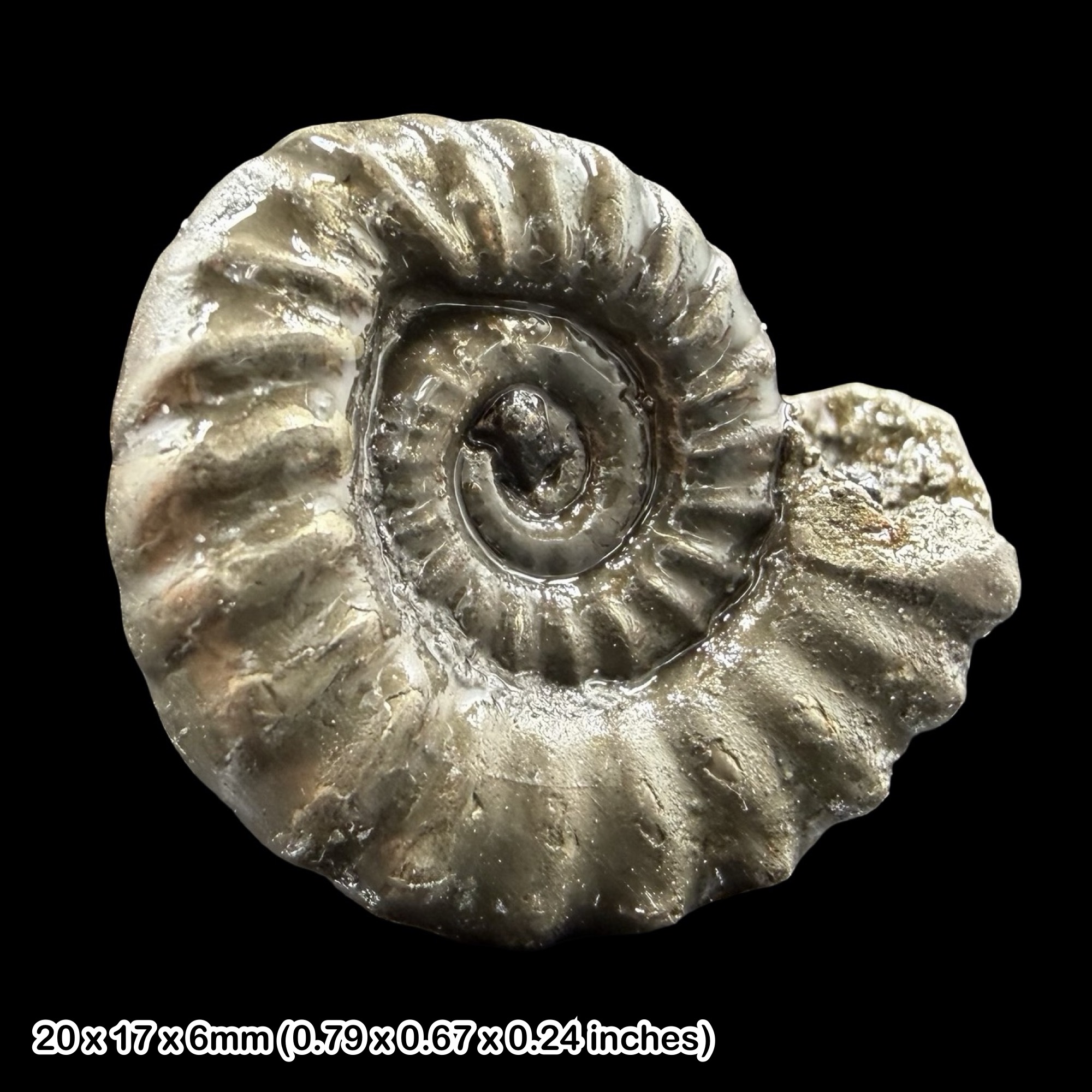 Promicroceras Golden Pyrite Ammonite Fossil Jurassic Dorset UK Black Ven Marls Lower Lias Stonebarrow Cliff Charmouth Lyme Regis