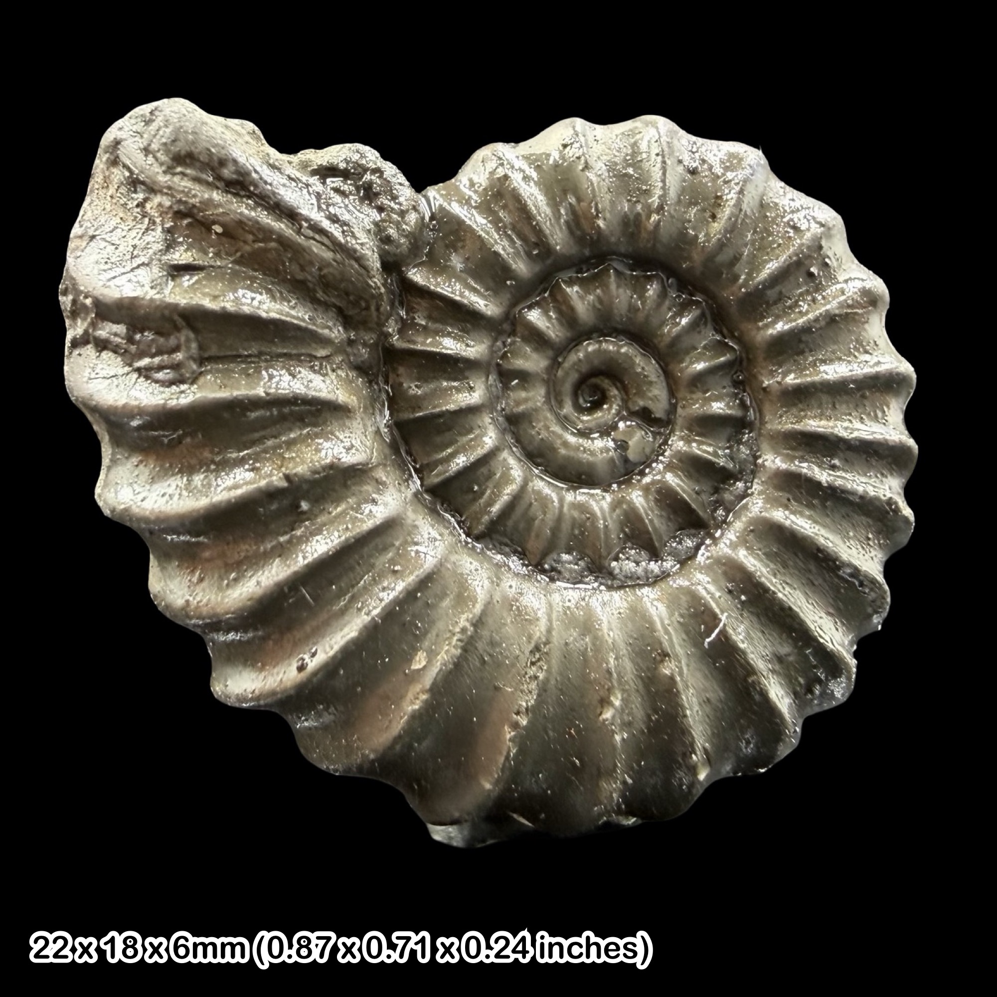 Promicroceras Golden Pyrite Ammonite Fossil Jurassic Dorset UK Black Ven Marls Lower Lias Stonebarrow Cliff Charmouth Lyme Regis