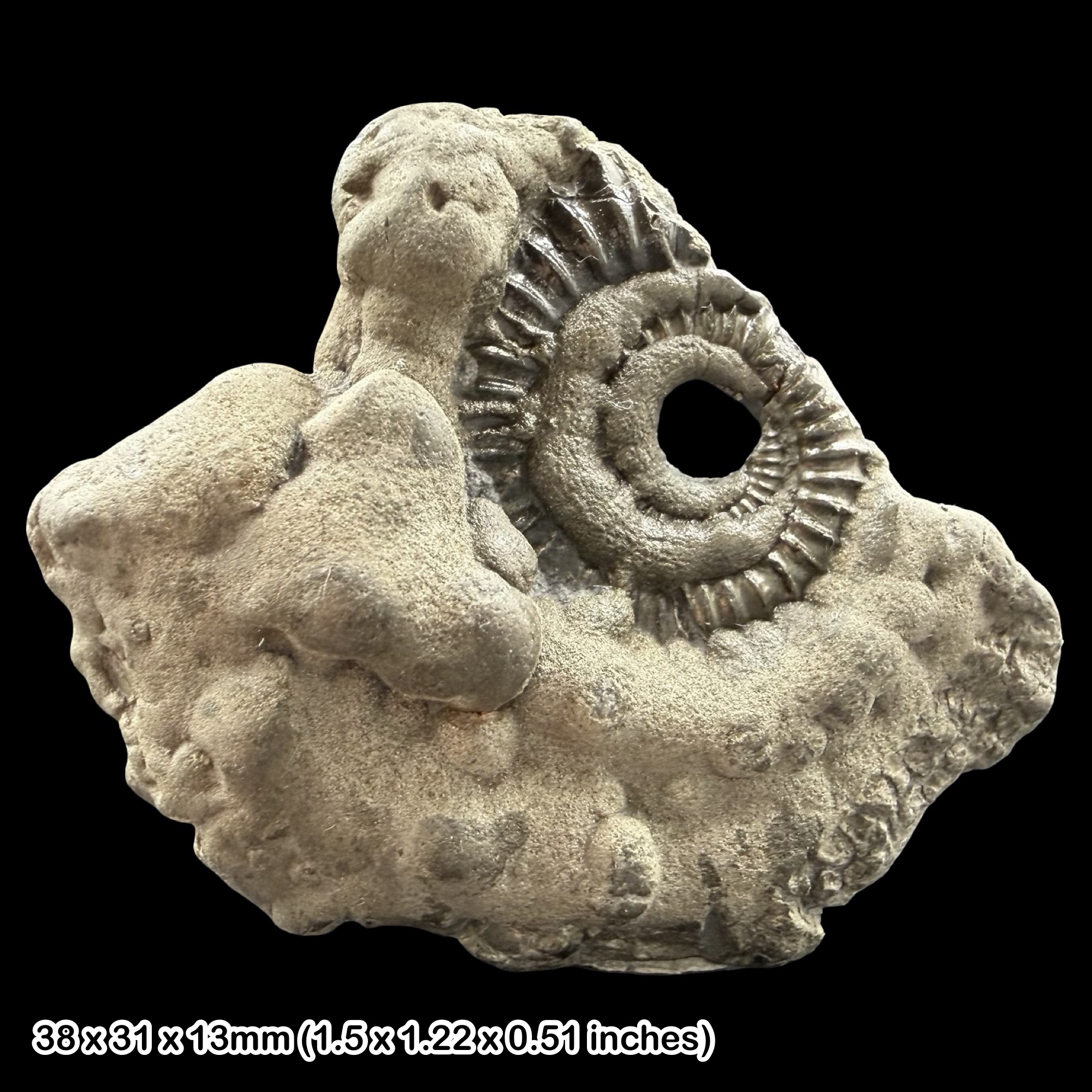 Promicroceras Golden Pyrite Ammonite Fossil Jurassic Dorset UK Black Ven Marls Lower Lias Stonebarrow Cliff Charmouth Lyme Regis