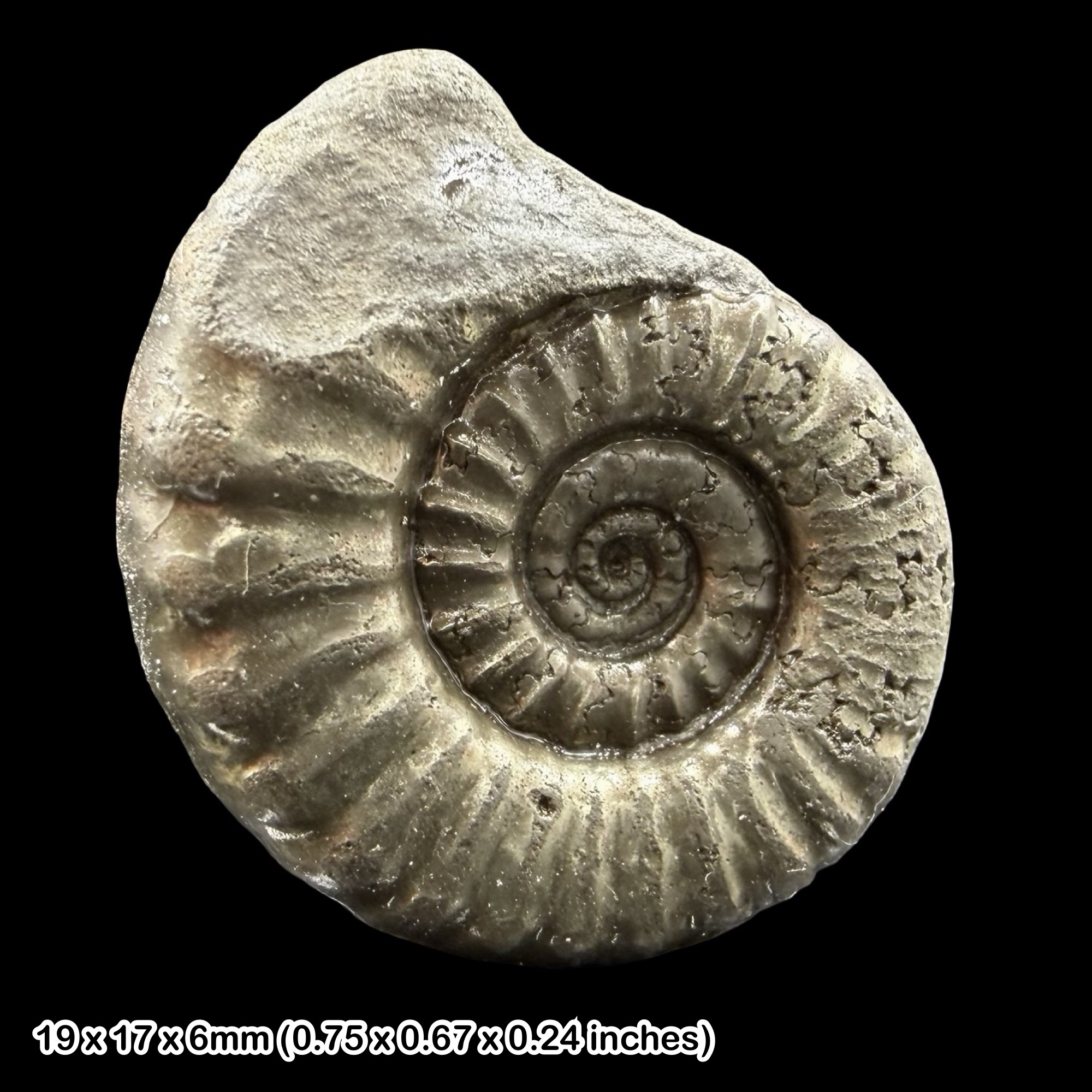 Microderoceras Golden Pyrite Ammonite Fossil Jurassic Dorset UK Black Ven Marls Lower Lias Stonebarrow Cliff Charmouth Lyme Regis