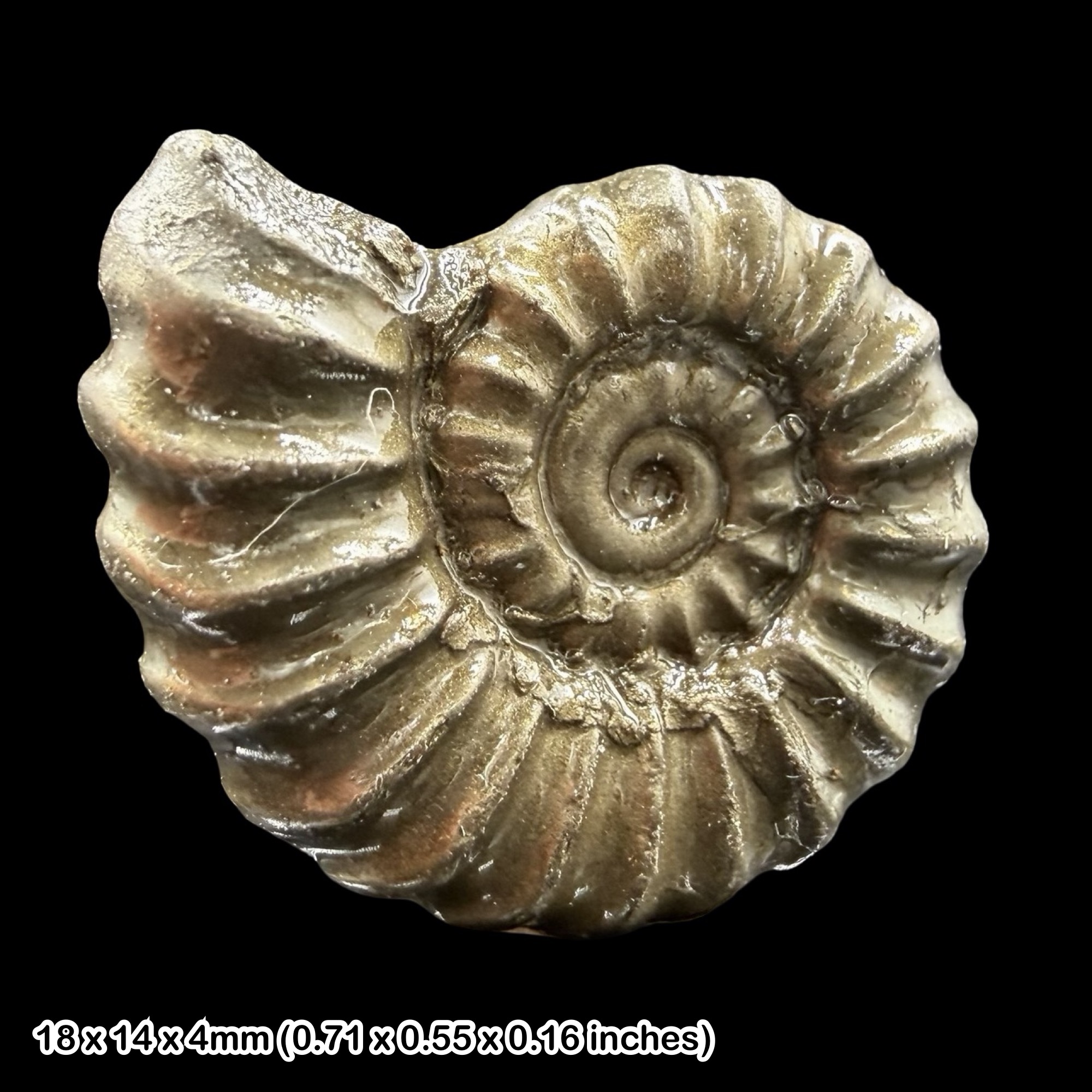 Promicroceras Golden Pyrite Ammonite Fossil Jurassic Dorset UK Black Ven Marls Lower Lias Stonebarrow Cliff Charmouth Lyme Regis