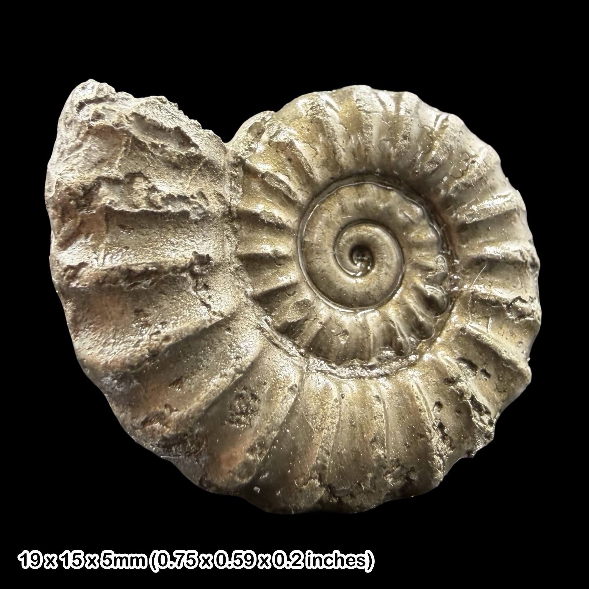 Promicroceras Golden Pyrite Ammonite Fossil Jurassic Dorset UK Black Ven Marls Lower Lias Stonebarrow Cliff Charmouth Lyme Regis
