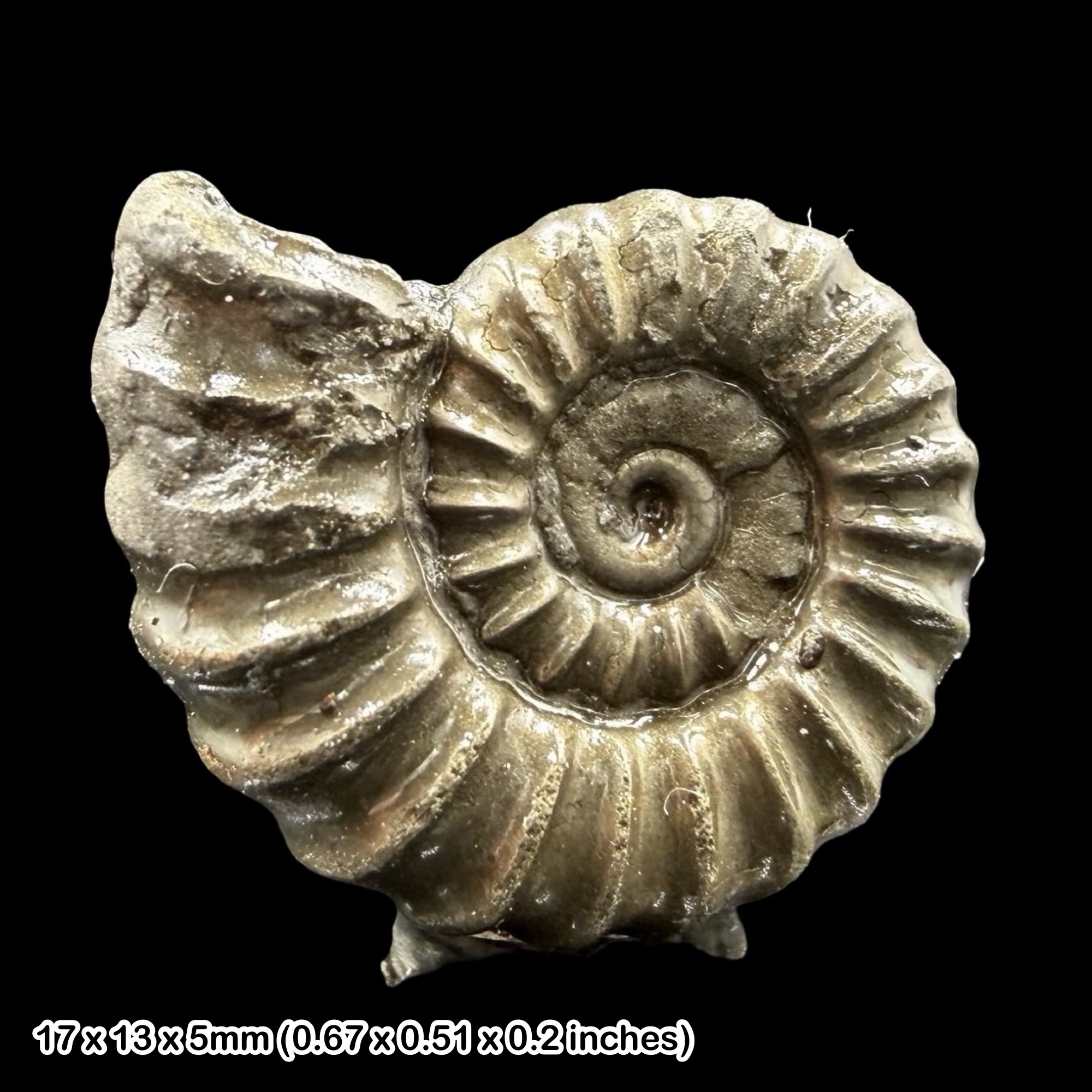 Promicroceras Golden Pyrite Ammonite Fossil Jurassic Dorset UK Black Ven Marls Lower Lias Stonebarrow Cliff Charmouth Lyme Regis