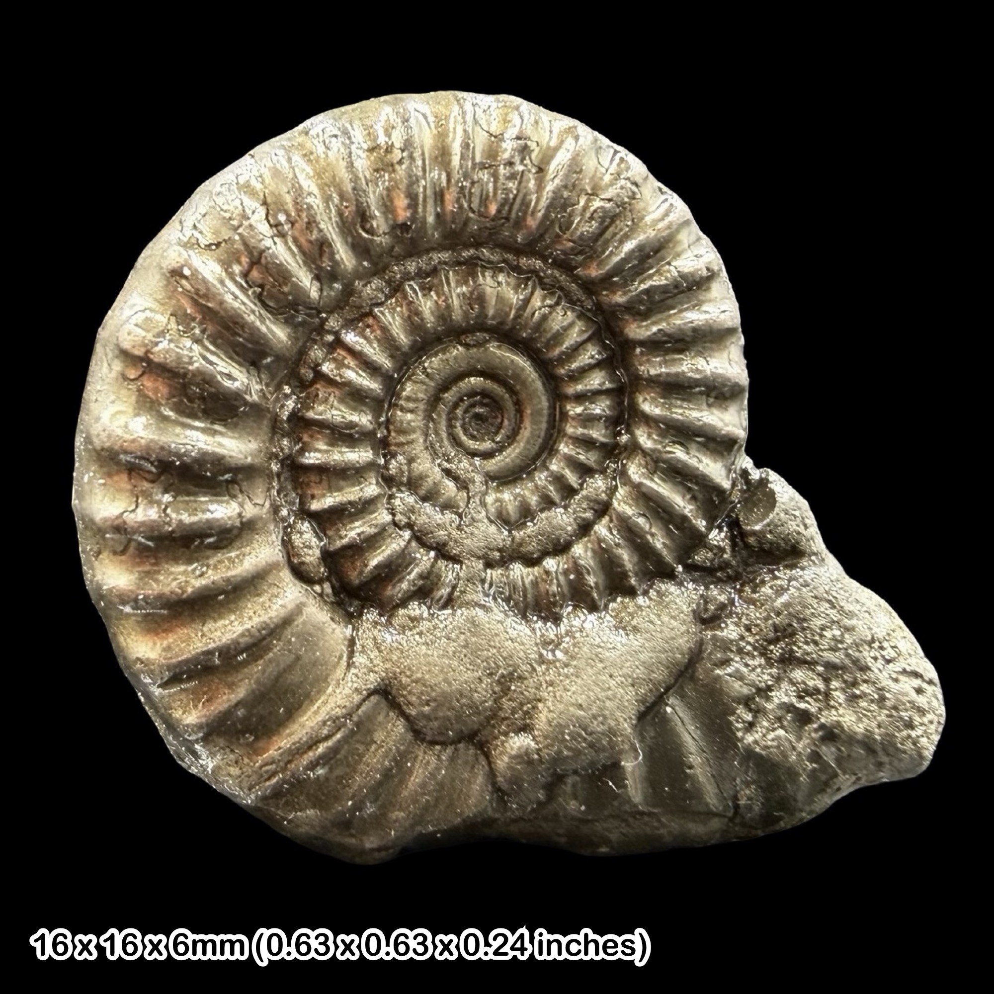 Promicroceras Golden Pyrite Ammonite Fossil Jurassic Dorset UK Black Ven Marls Lower Lias Stonebarrow Cliff Charmouth Lyme Regis