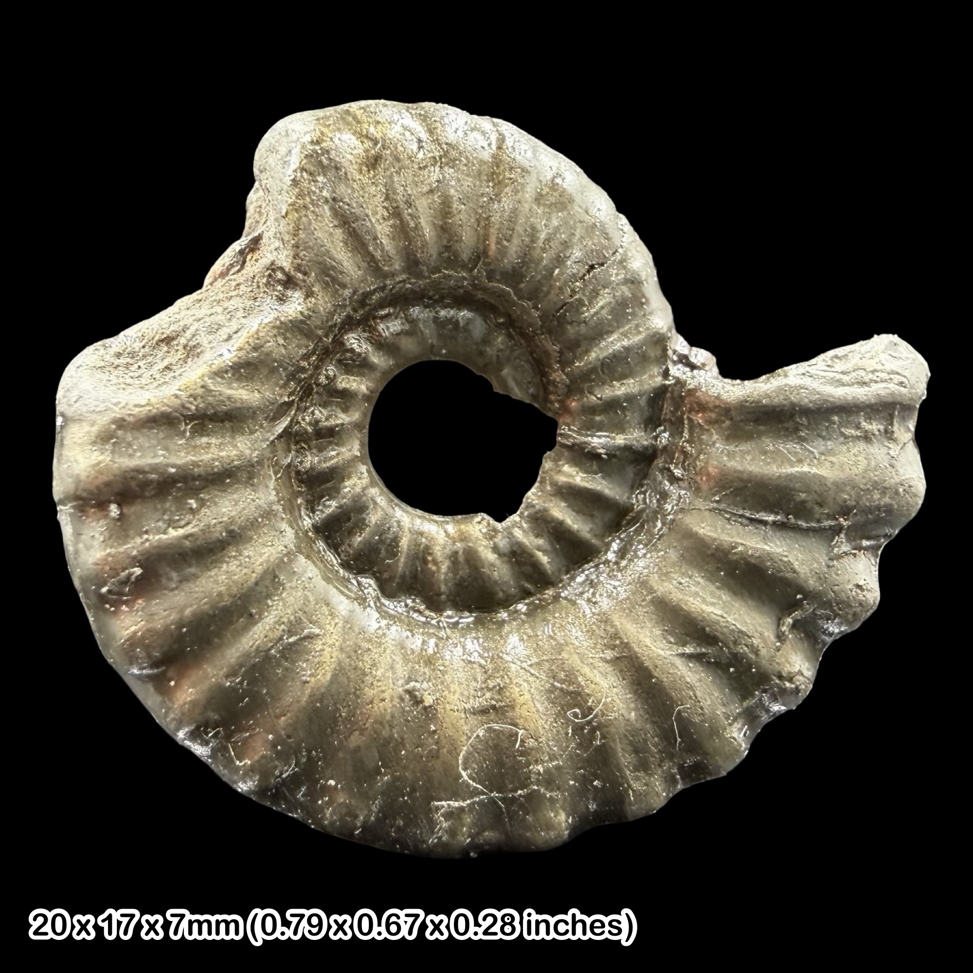 Microderoceras Golden Pyrite Ammonite Fossil Jurassic Dorset UK Black Ven Marls Lower Lias Stonebarrow Cliff Charmouth Lyme Regis