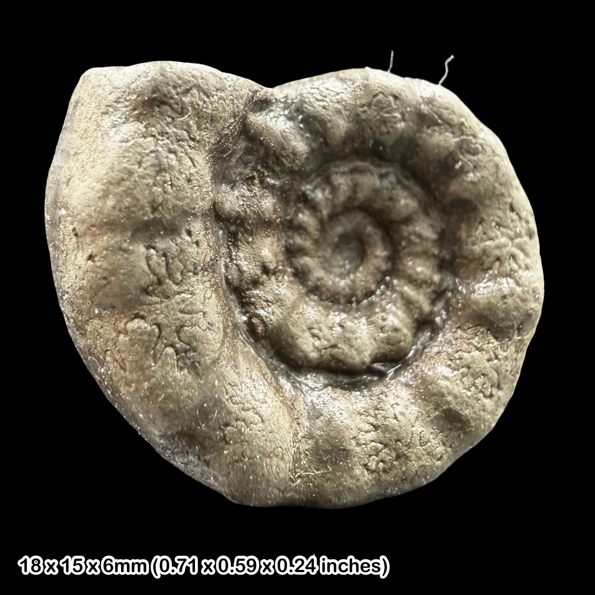 Coeloceras Golden Pyrite Ammonite Fossil Jurassic Dorset UK Black Ven Marls Lower Lias Stonebarrow Cliff Charmouth Lyme Regis