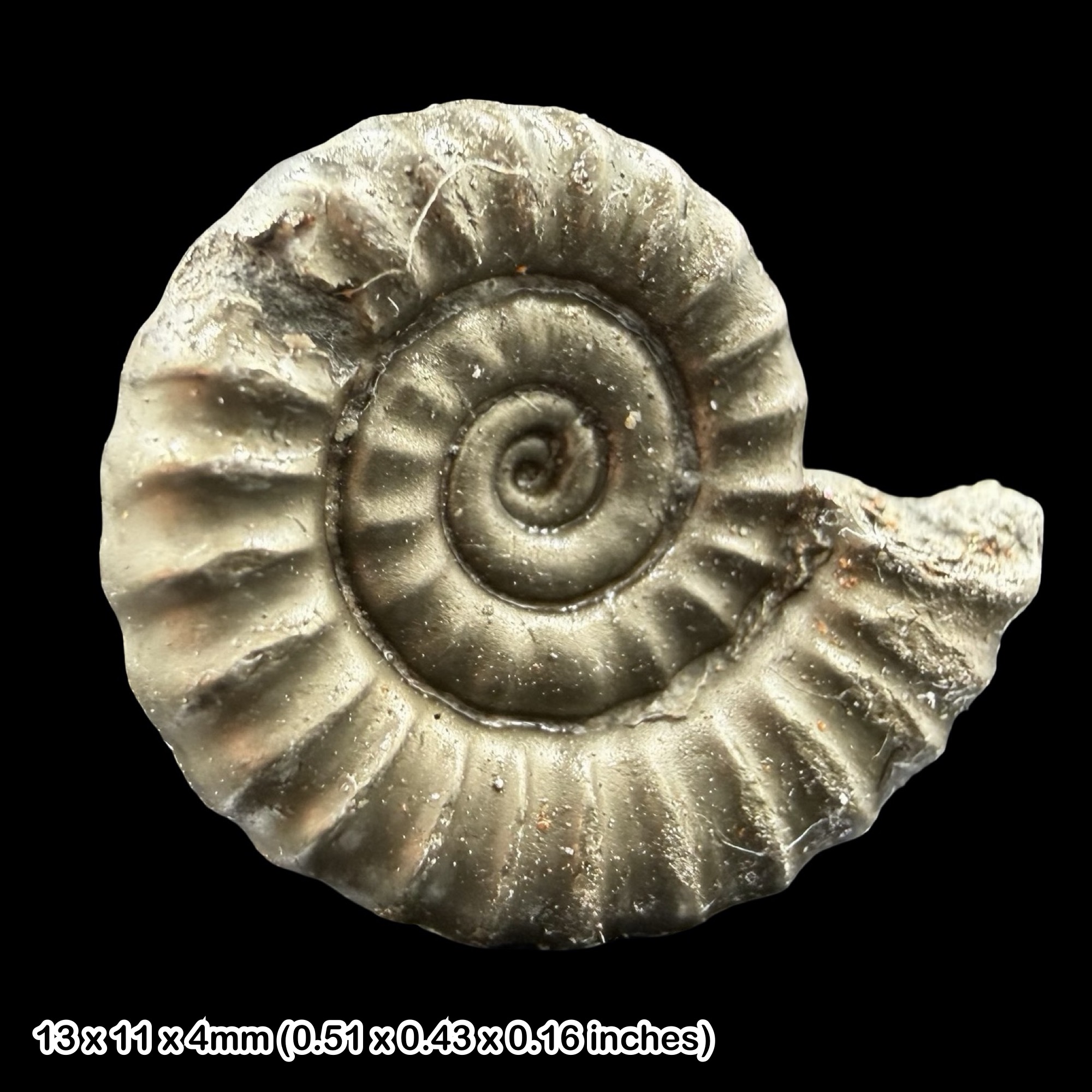 Promicroceras Golden Pyrite Ammonite Fossil Jurassic Dorset UK Black Ven Marls Lower Lias Stonebarrow Cliff Charmouth Lyme Regis