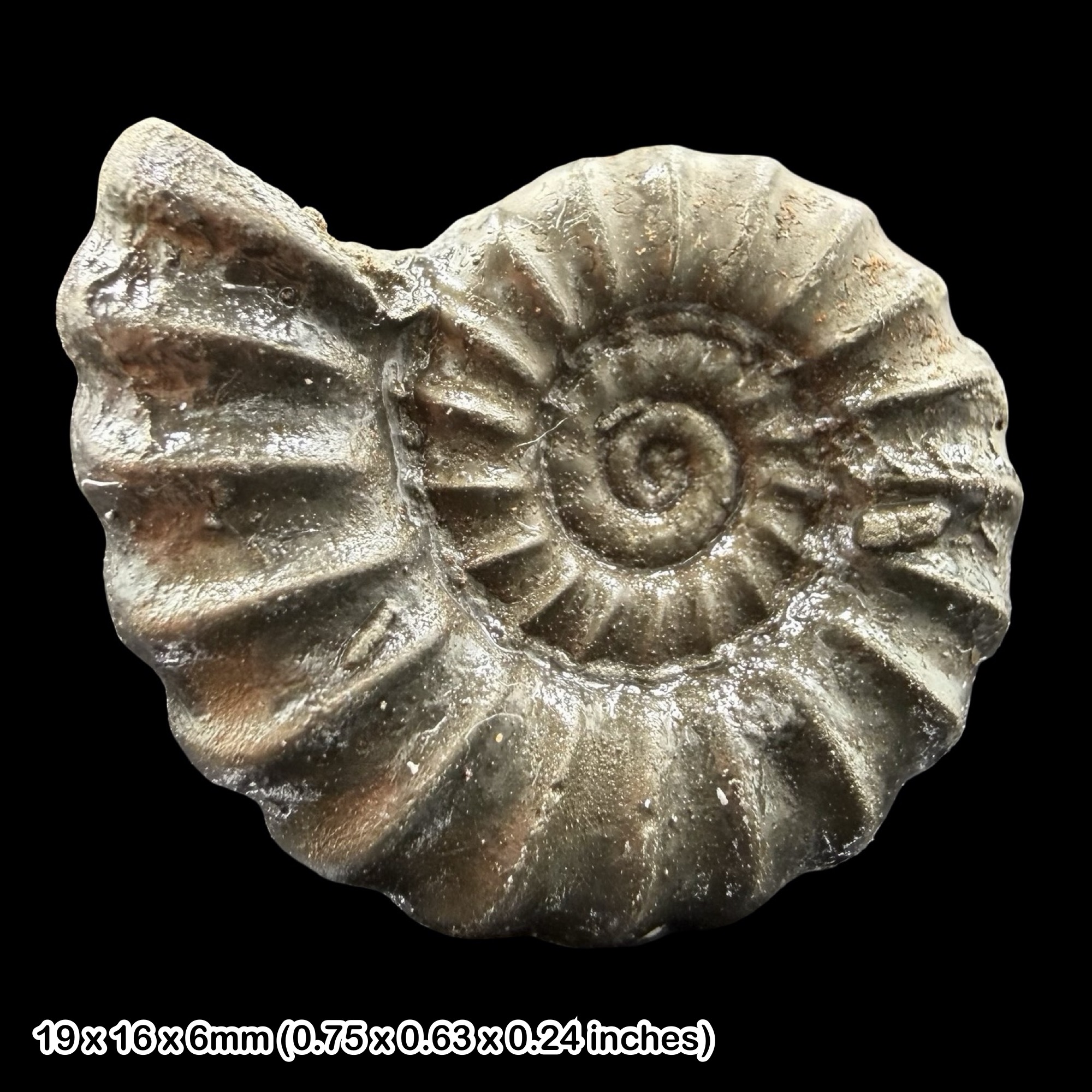 Promicroceras Golden Pyrite Ammonite Fossil Jurassic Dorset UK Black Ven Marls Lower Lias Stonebarrow Cliff Charmouth Lyme Regis