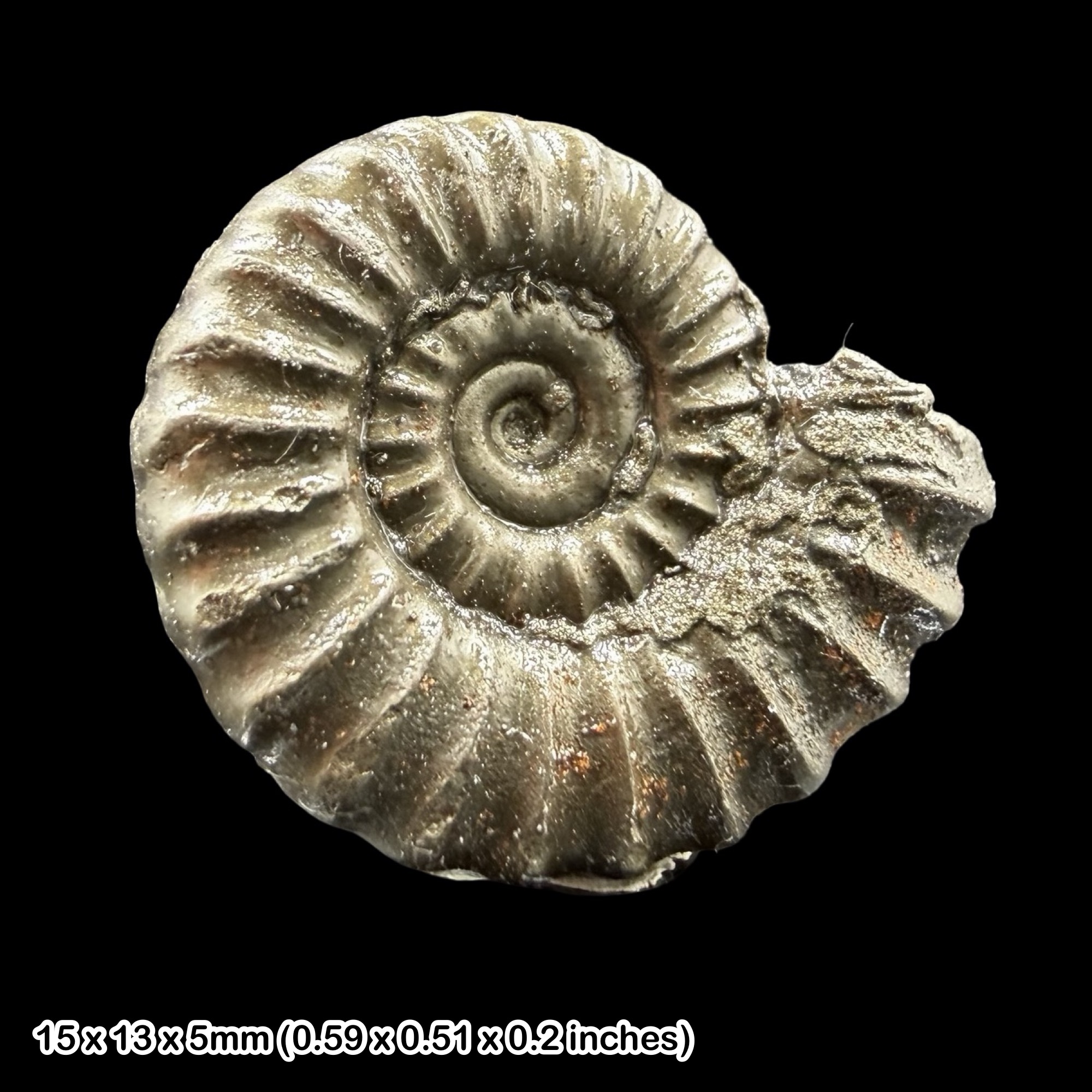 Promicroceras Golden Pyrite Ammonite Fossil Jurassic Dorset UK Black Ven Marls Lower Lias Stonebarrow Cliff Charmouth Lyme Regis