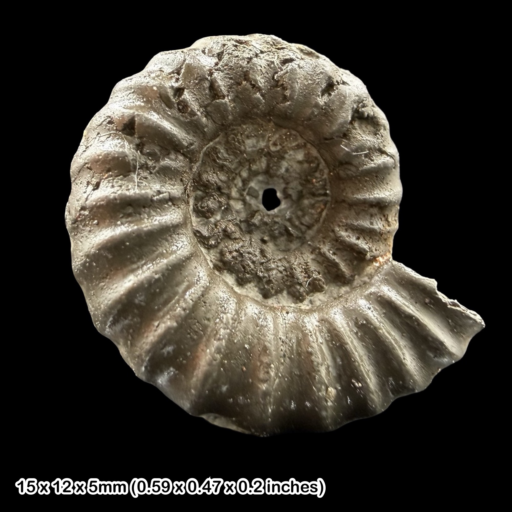 Promicroceras Golden Pyrite Ammonite Fossil Jurassic Dorset UK Black Ven Marls Lower Lias Stonebarrow Cliff Charmouth Lyme Regis