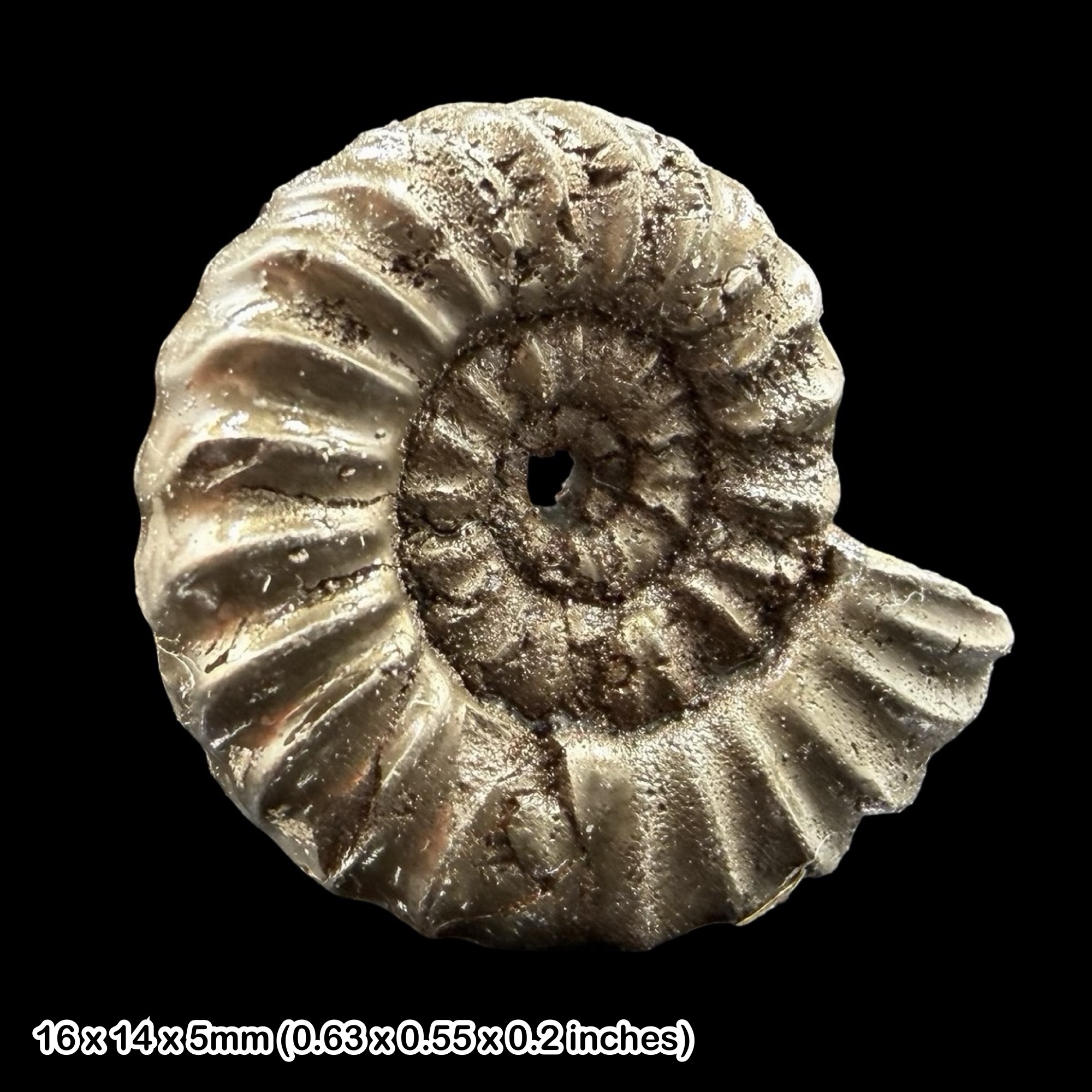 Promicroceras Golden Pyrite Ammonite Fossil Jurassic Dorset UK Black Ven Marls Lower Lias Stonebarrow Cliff Charmouth Lyme Regis