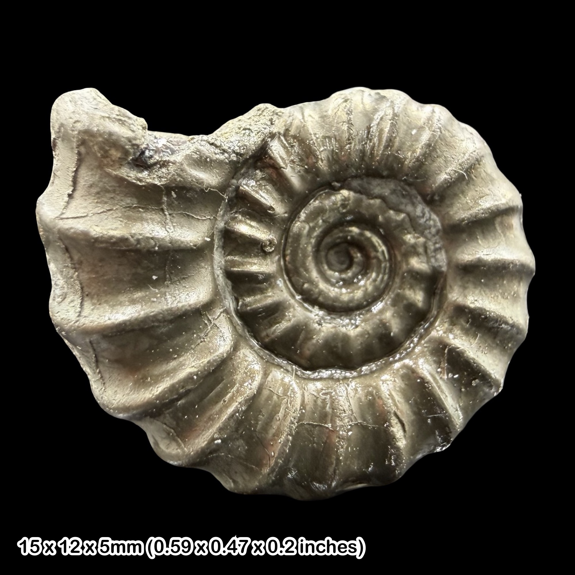Promicroceras Golden Pyrite Ammonite Fossil Jurassic Dorset UK Black Ven Marls Lower Lias Stonebarrow Cliff Charmouth Lyme Regis