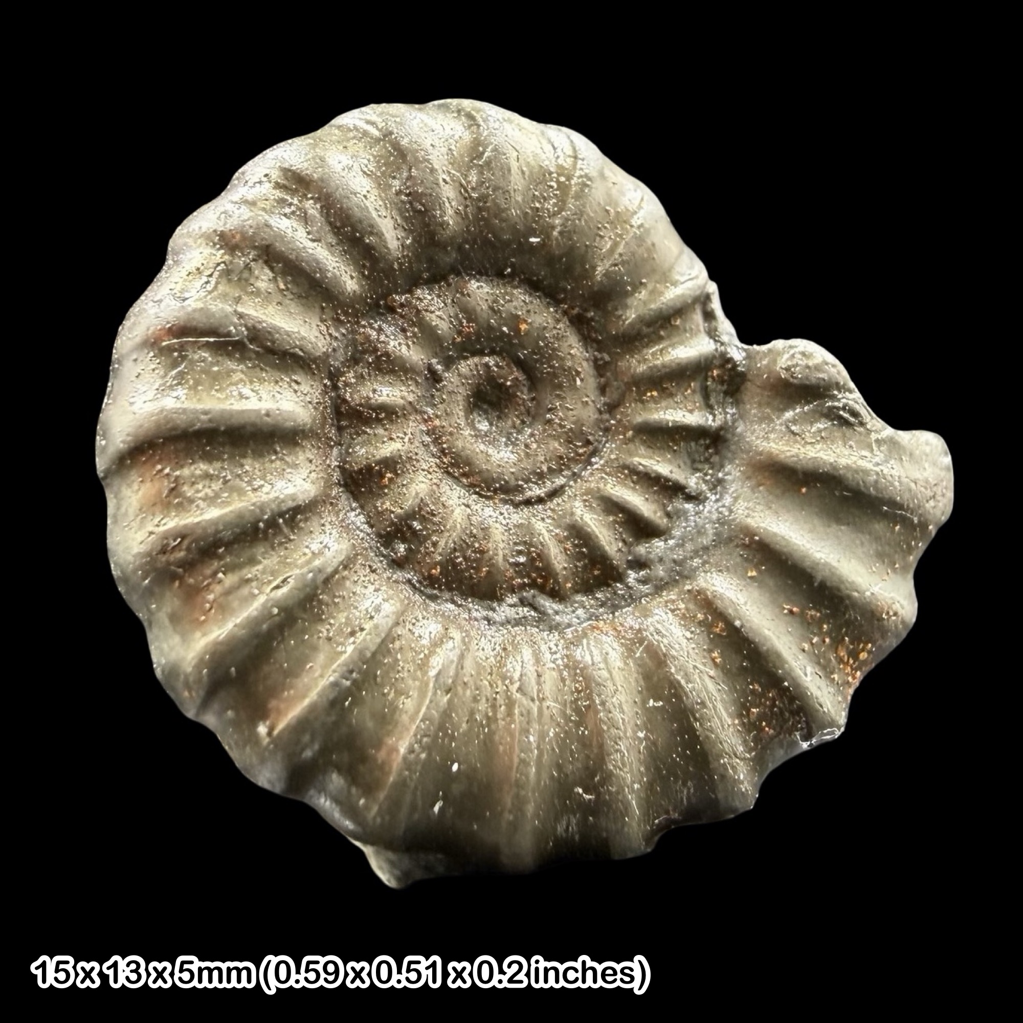 Promicroceras Golden Pyrite Ammonite Fossil Jurassic Dorset UK Black Ven Marls Lower Lias Stonebarrow Cliff Charmouth Lyme Regis