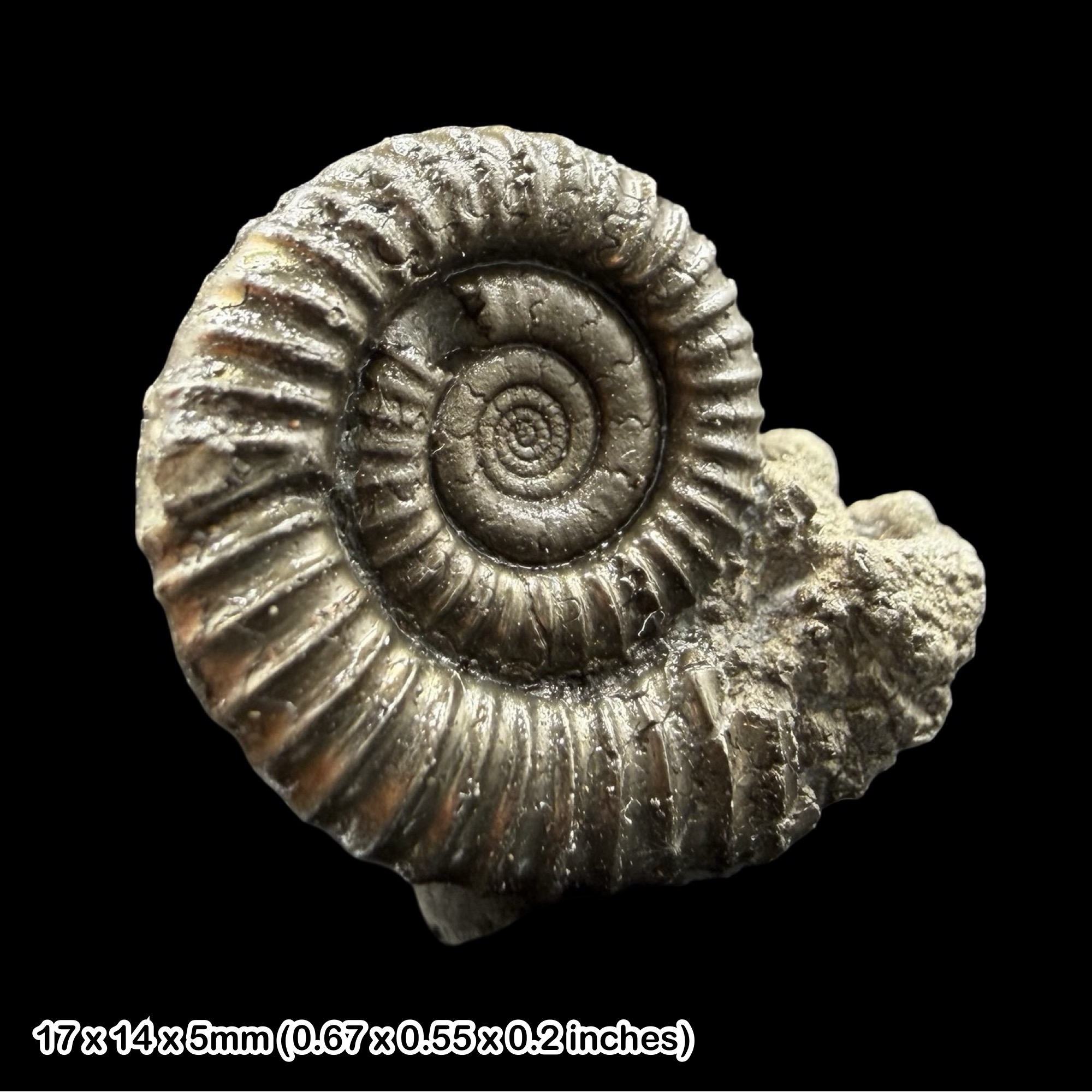 Promicroceras Golden Pyrite Ammonite Fossil Jurassic Dorset UK Black Ven Marls Lower Lias Stonebarrow Cliff Charmouth Lyme Regis