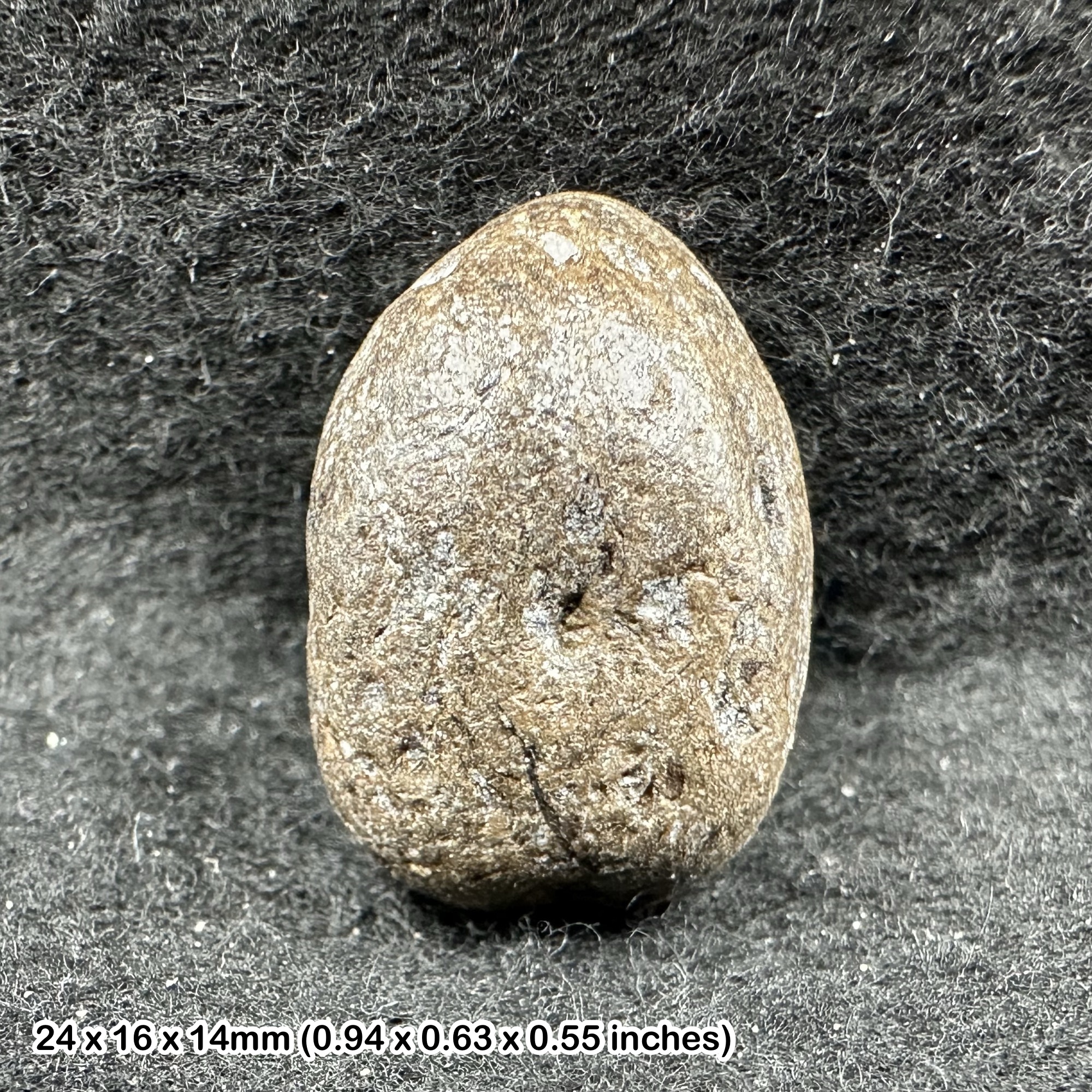 Ichthyosaur Coprolite Fossil with Fish Bone Inclusions Jurassic Coast Charmouth Dorset UK Genuine Specimen with Certificate