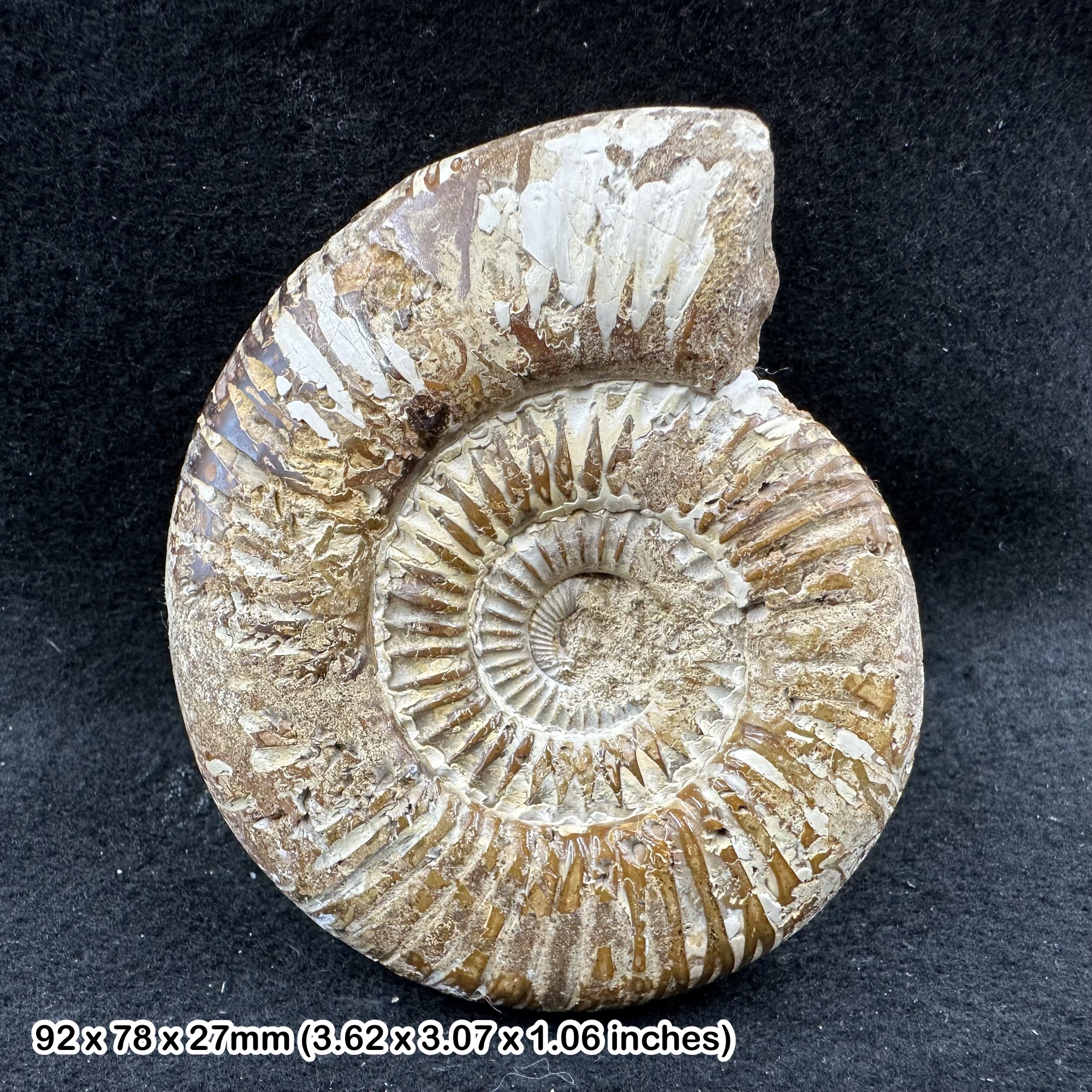 Perisphinctes fossil ammonite - jurassic period, madagascar